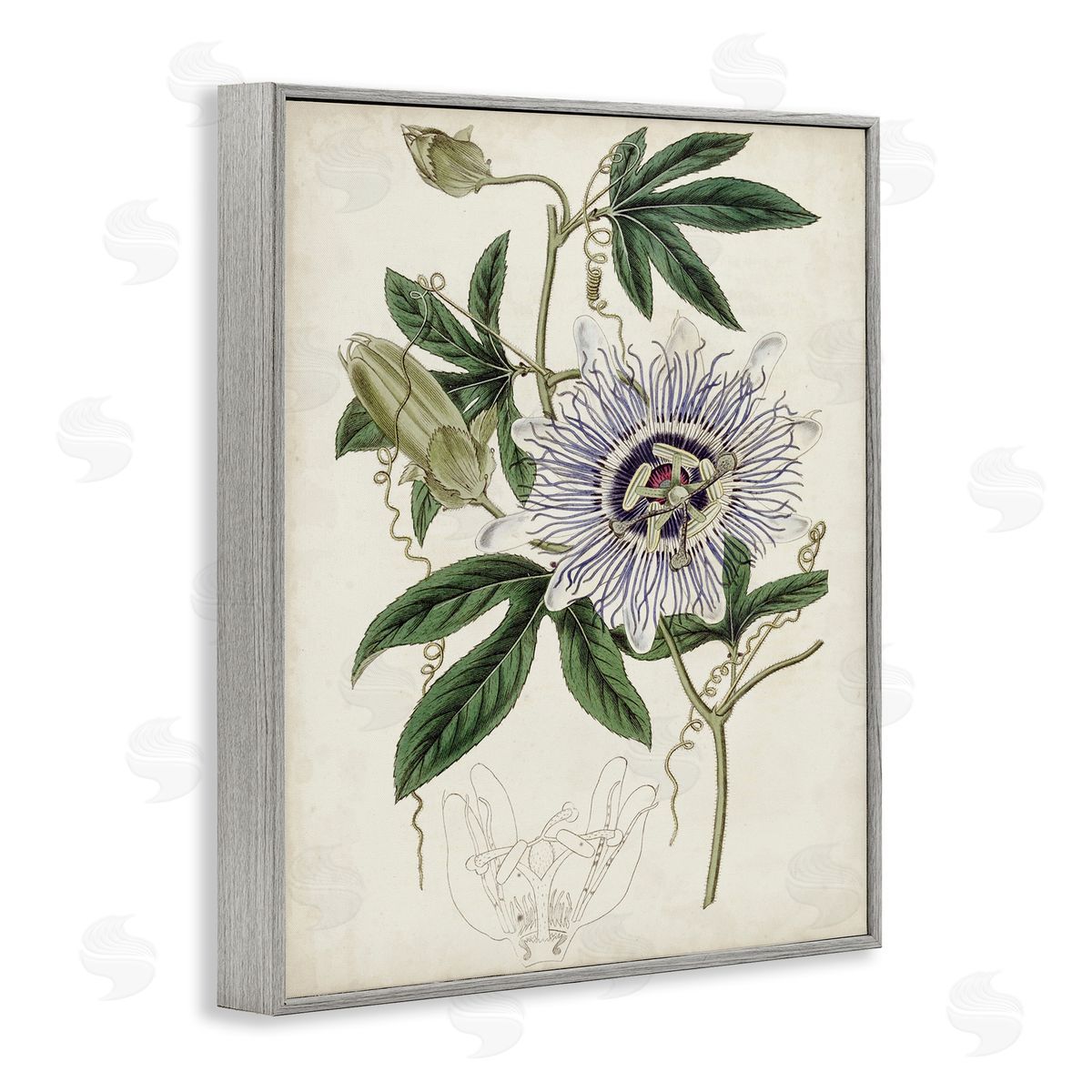 Curtis Vintage Garden Flower Illustration Plant Anatomy Study Gray Framed Giclee Wall Art