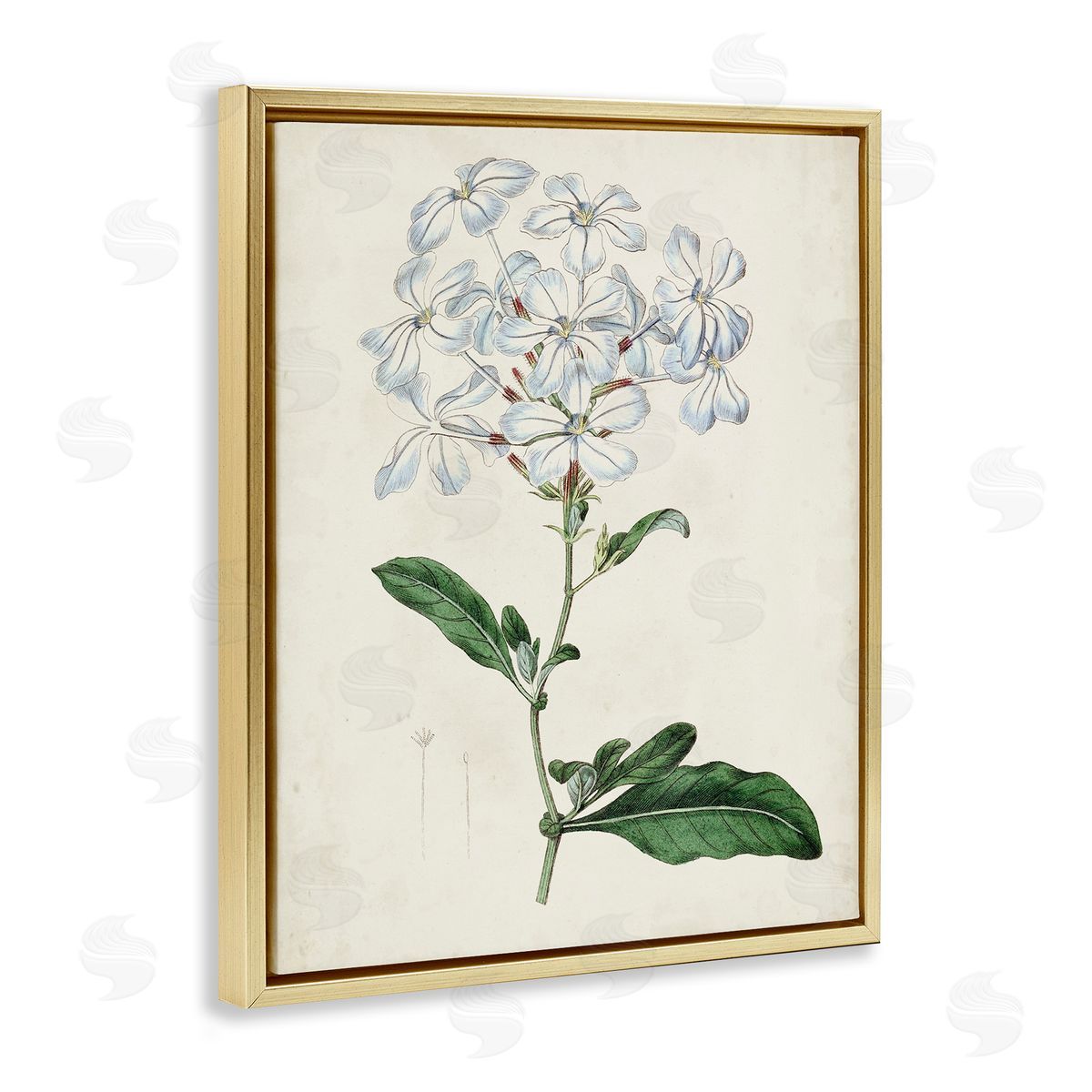 Curtis Rustic Garden Floral Study Charming White Blossoms Gold Floater Frame Canvas Art