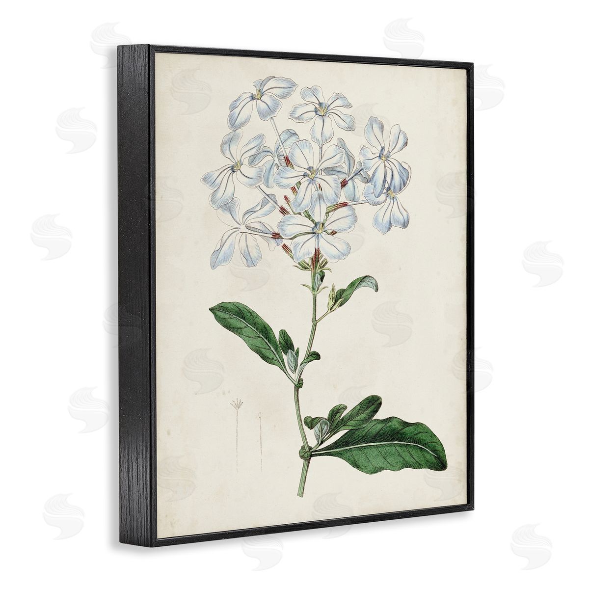 Curtis Rustic Garden Floral Study Charming White Blossoms Black Framed Giclee Wall Art