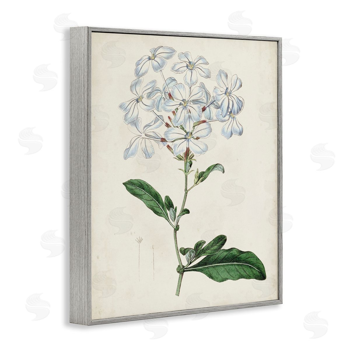 Curtis Rustic Garden Floral Study Charming White Blossoms Gray Framed Giclee Wall Art