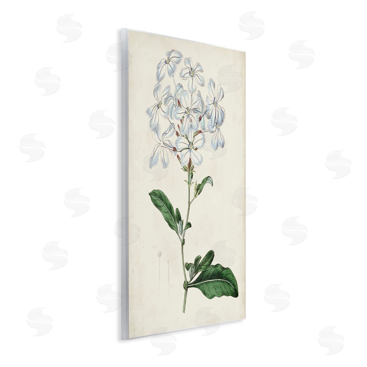 Curtis Rustic Garden Floral Study Charming White Blossoms Wall Plaque Art