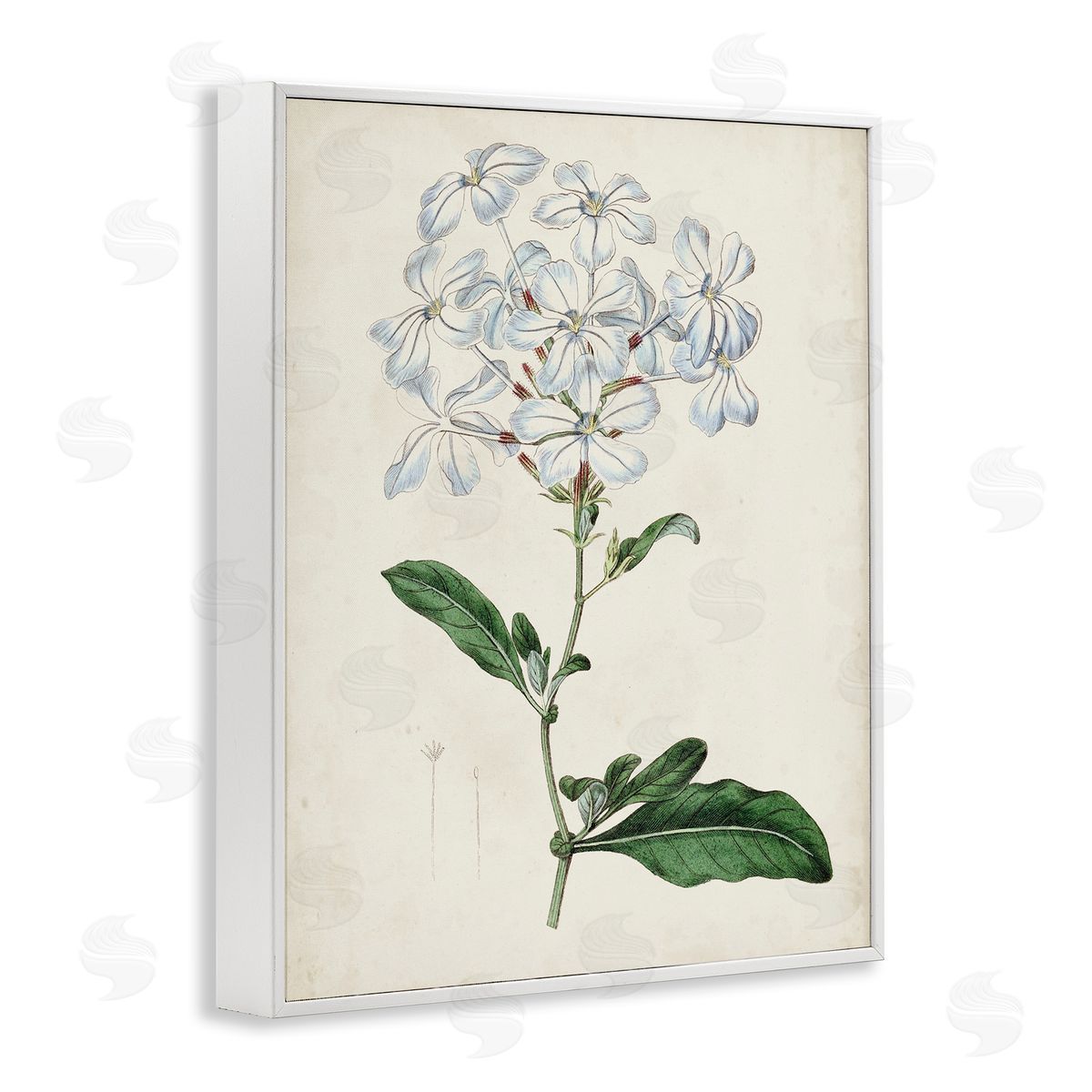 Curtis Rustic Garden Floral Study Charming White Blossoms White Framed Giclee Wall Art