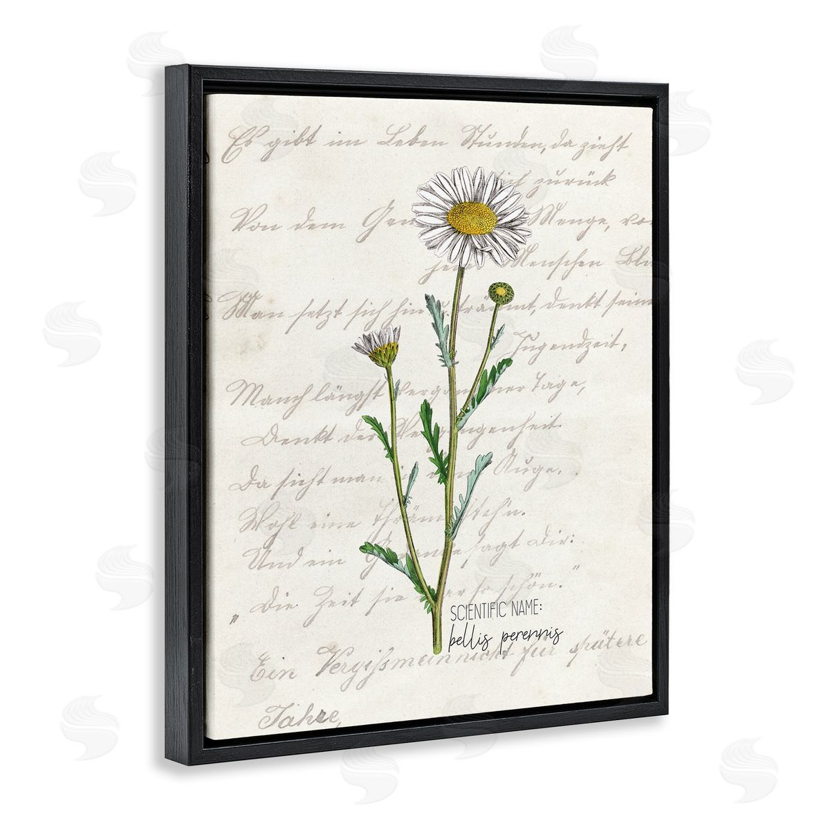 Kim Allen Vintage Daisy Illustration Latin Script Study