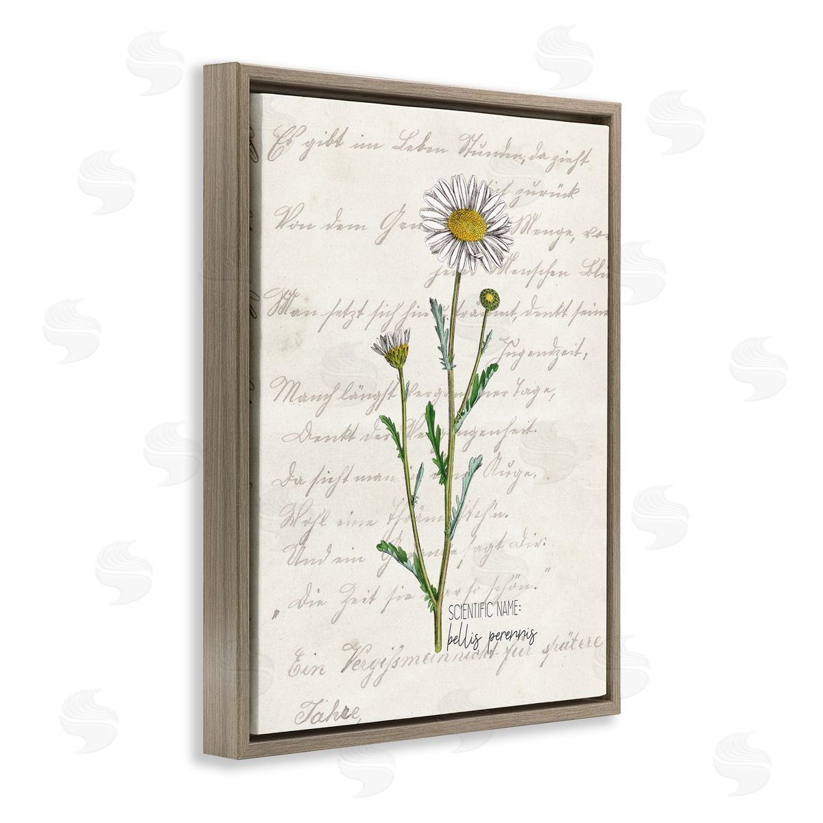 Kim Allen Vintage Daisy Illustration Latin Script Study
