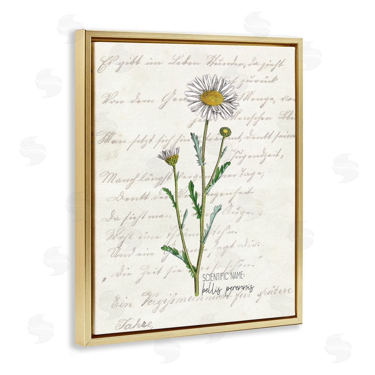Kim Allen Vintage Daisy Illustration Latin Script Study