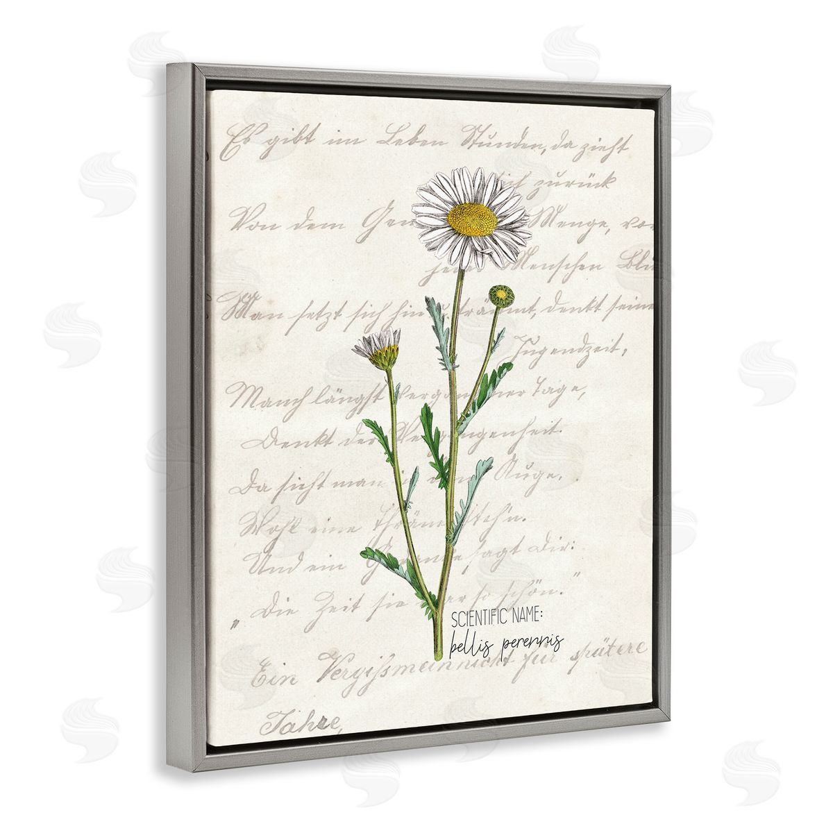 Kim Allen Vintage Daisy Illustration Latin Script Study