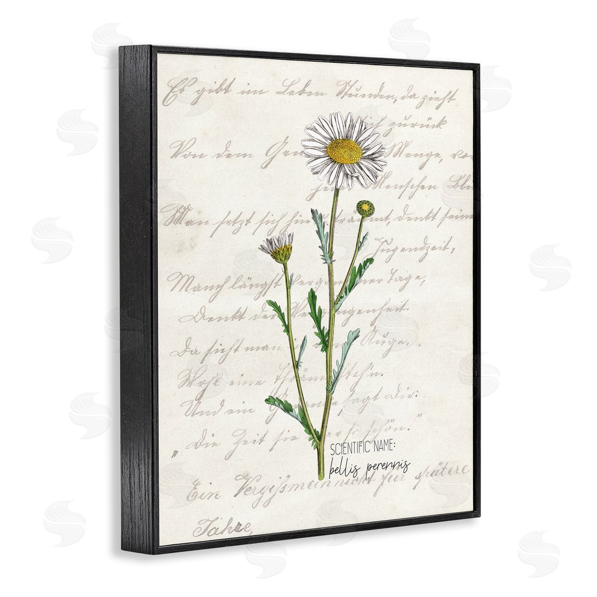 Kim Allen Vintage Daisy Illustration Latin Script Study