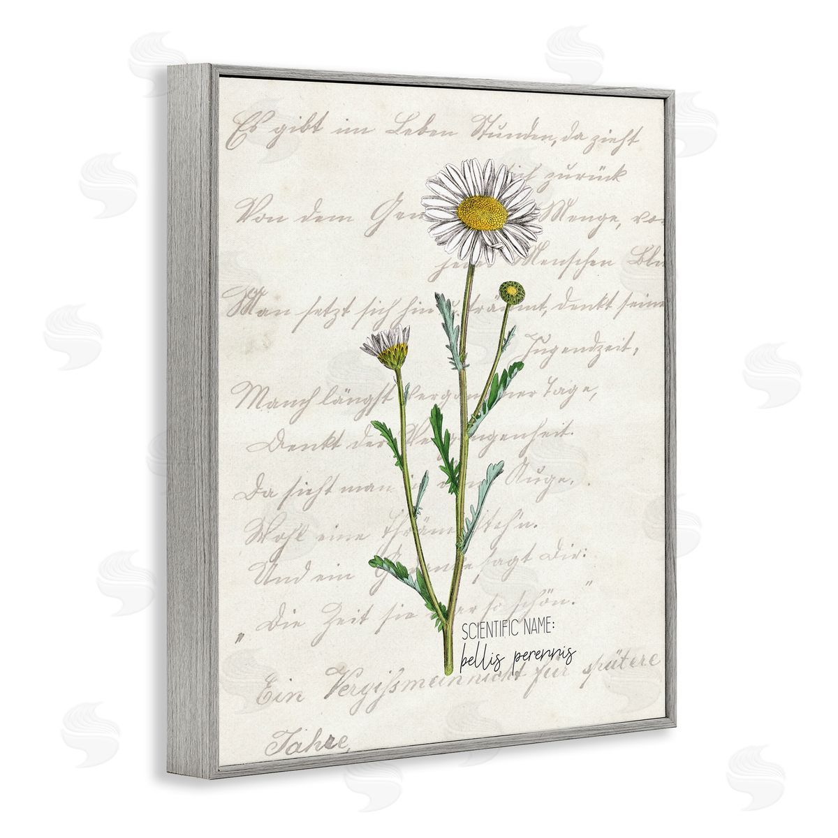 Kim Allen Vintage Daisy Illustration Latin Script Study