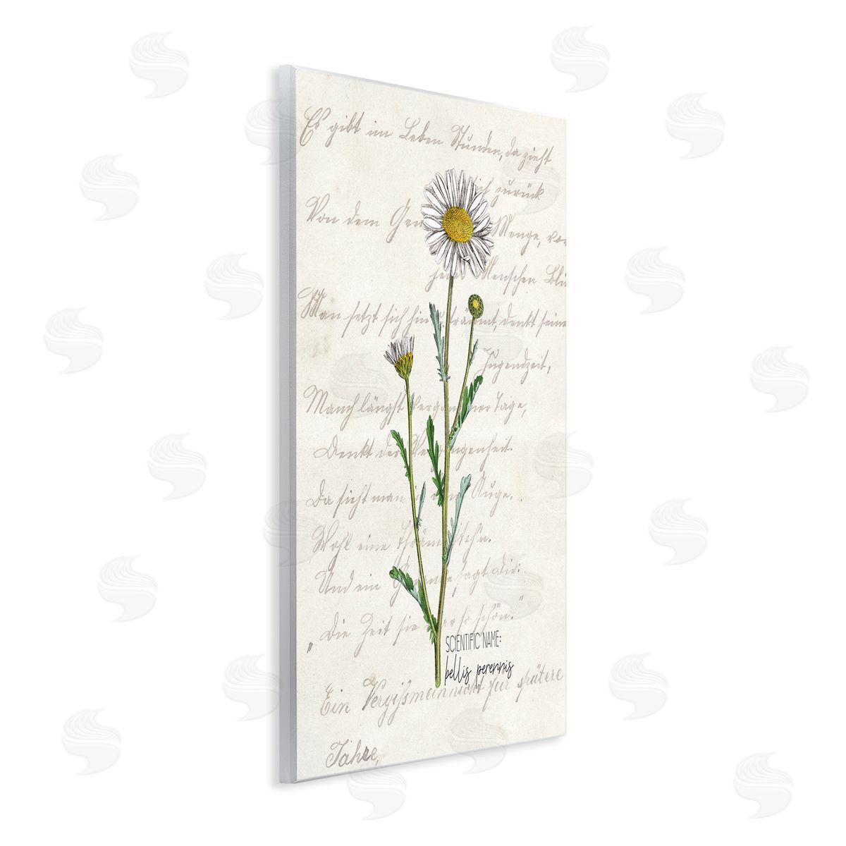 Kim Allen Vintage Daisy Illustration Latin Script Study