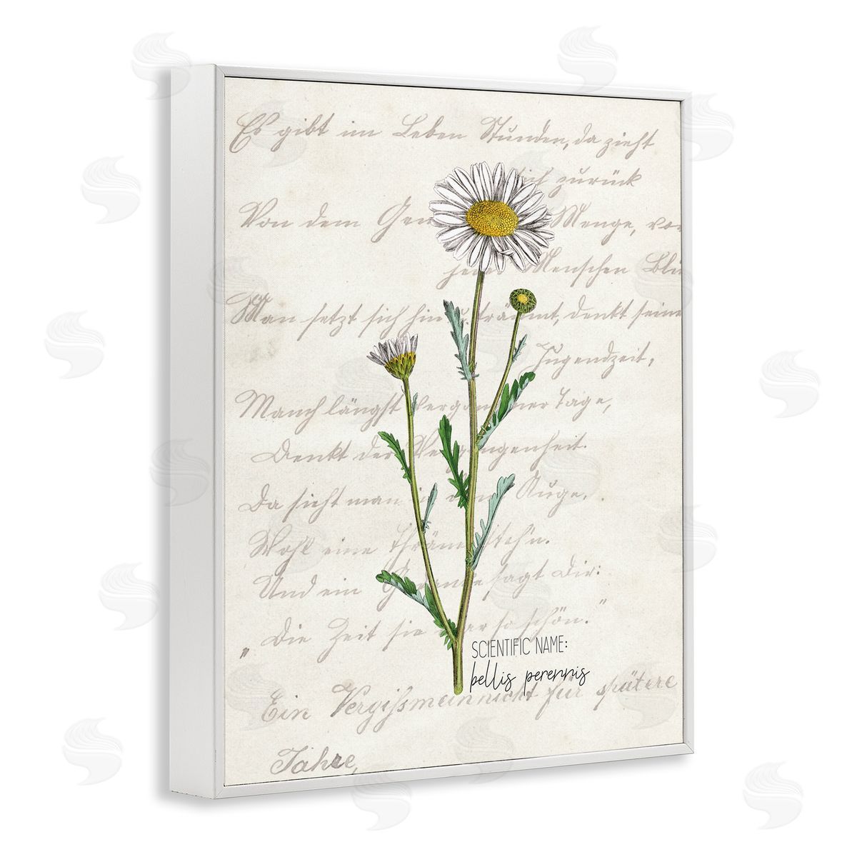Kim Allen Vintage Daisy Illustration Latin Script Study