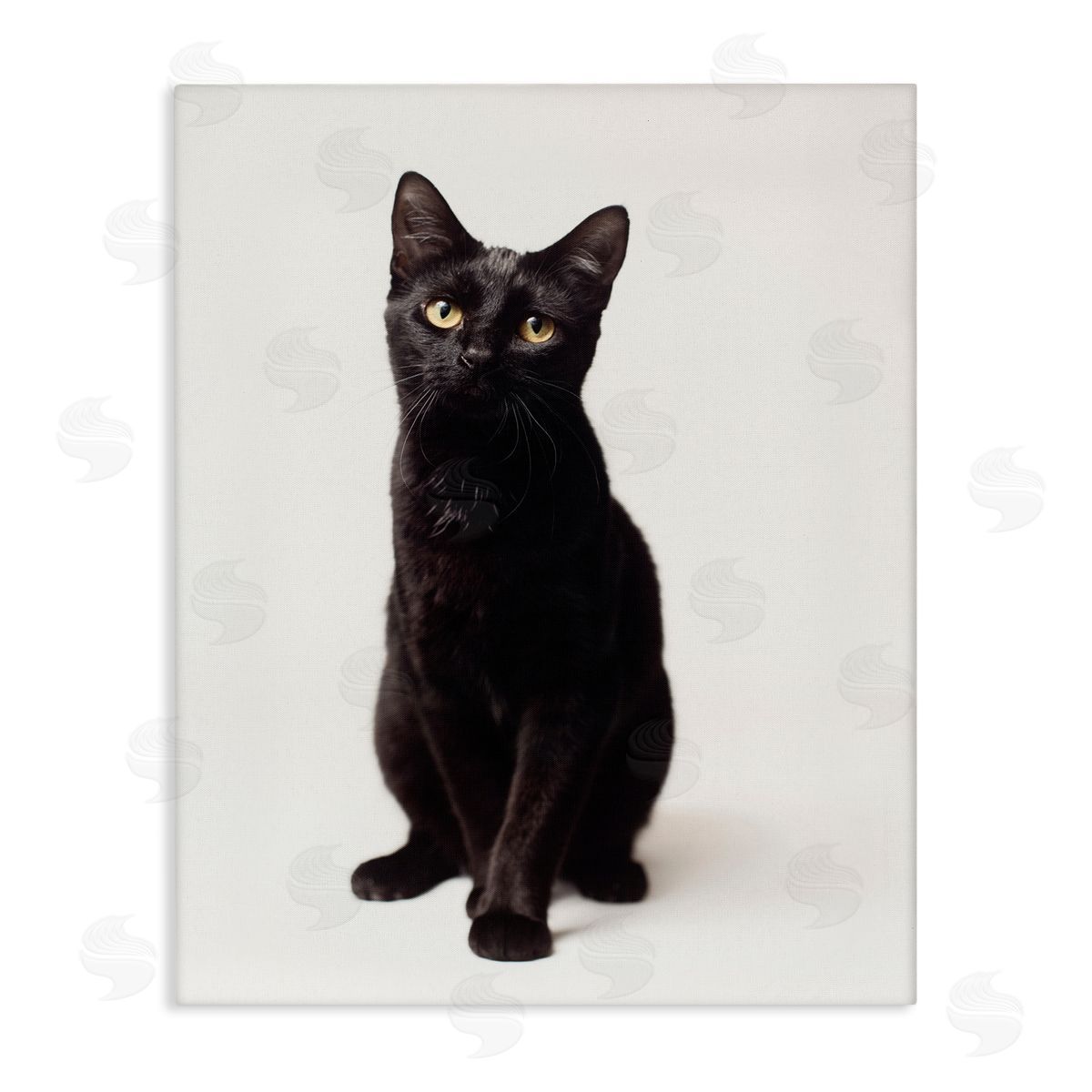 Marika Moffit Cute Black Cat Expressive Eyes Pet Portrait