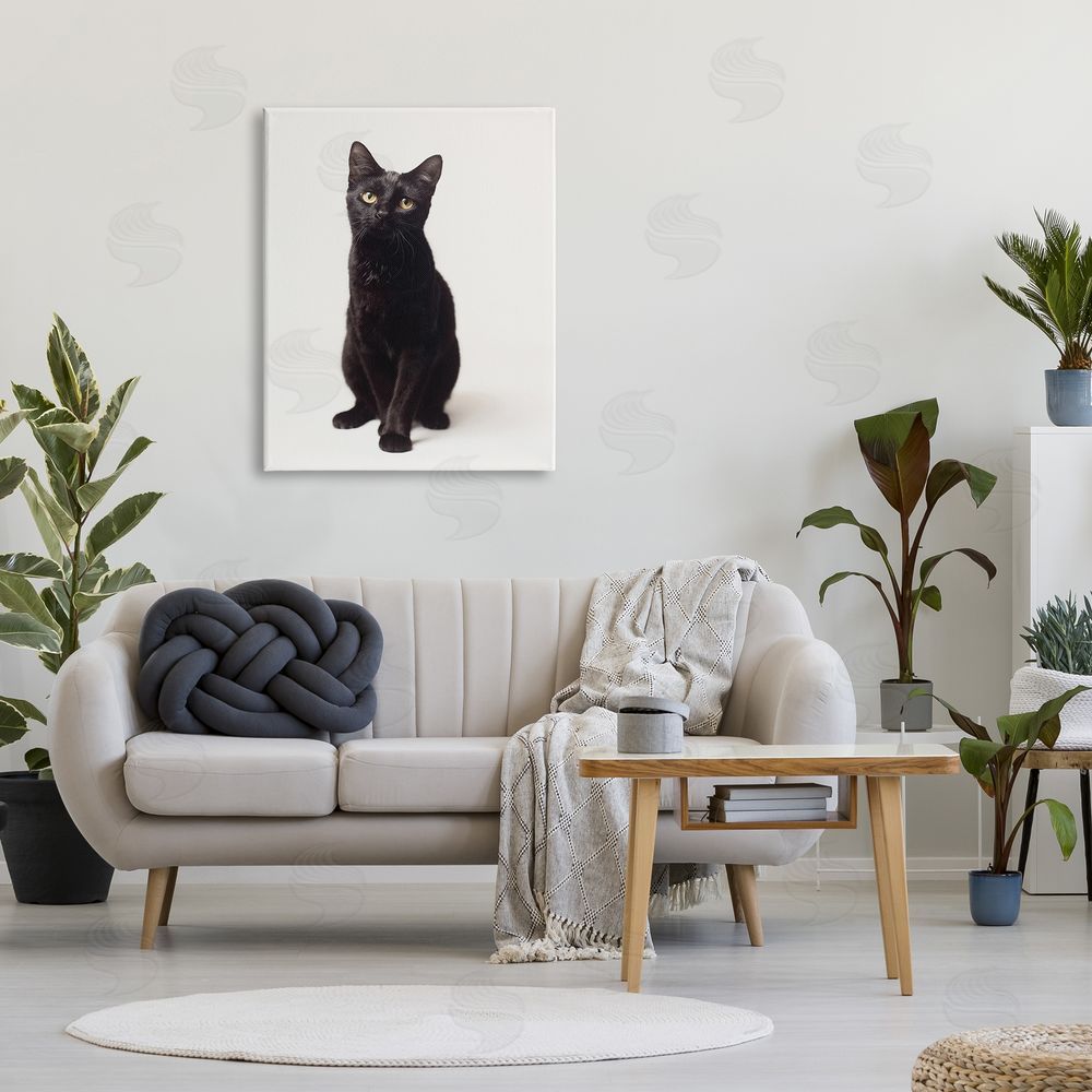 Marika Moffit Cute Black Cat Expressive Eyes Pet Portrait