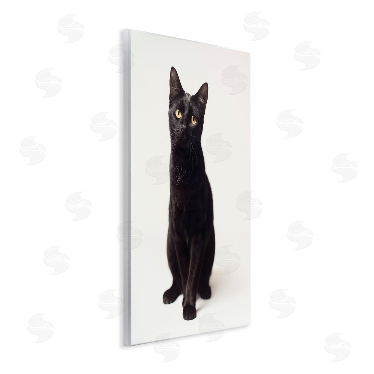 Marika Moffit Cute Black Cat Expressive Eyes Pet Portrait