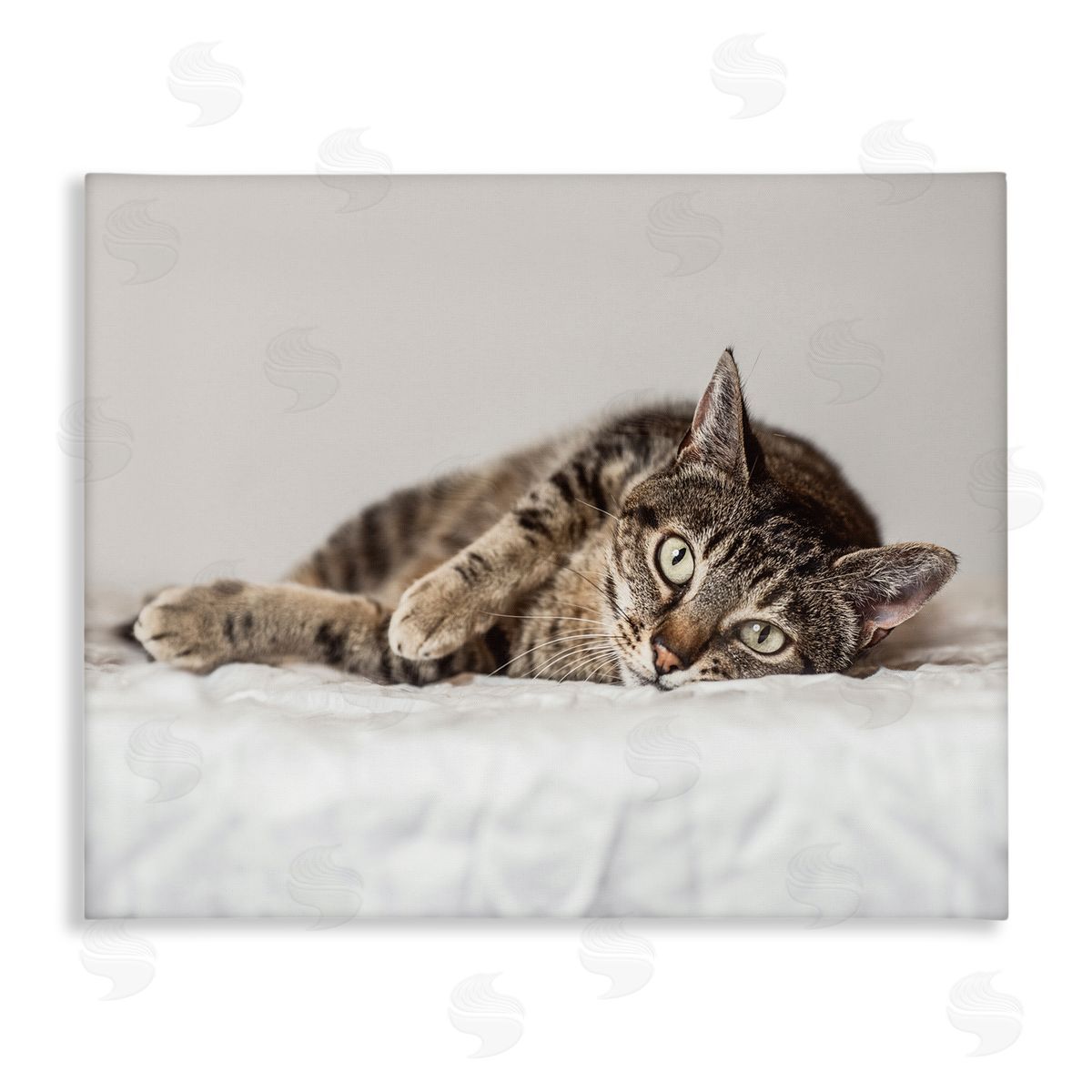 Marika Moffit Relaxed Pet Feline Cat Nap Green Eyes