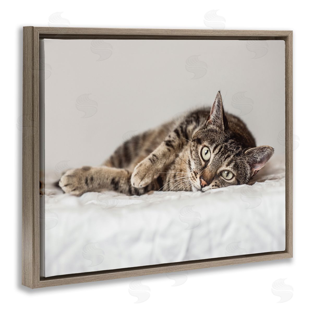 Marika Moffit Relaxed Pet Feline Cat Nap Green Eyes