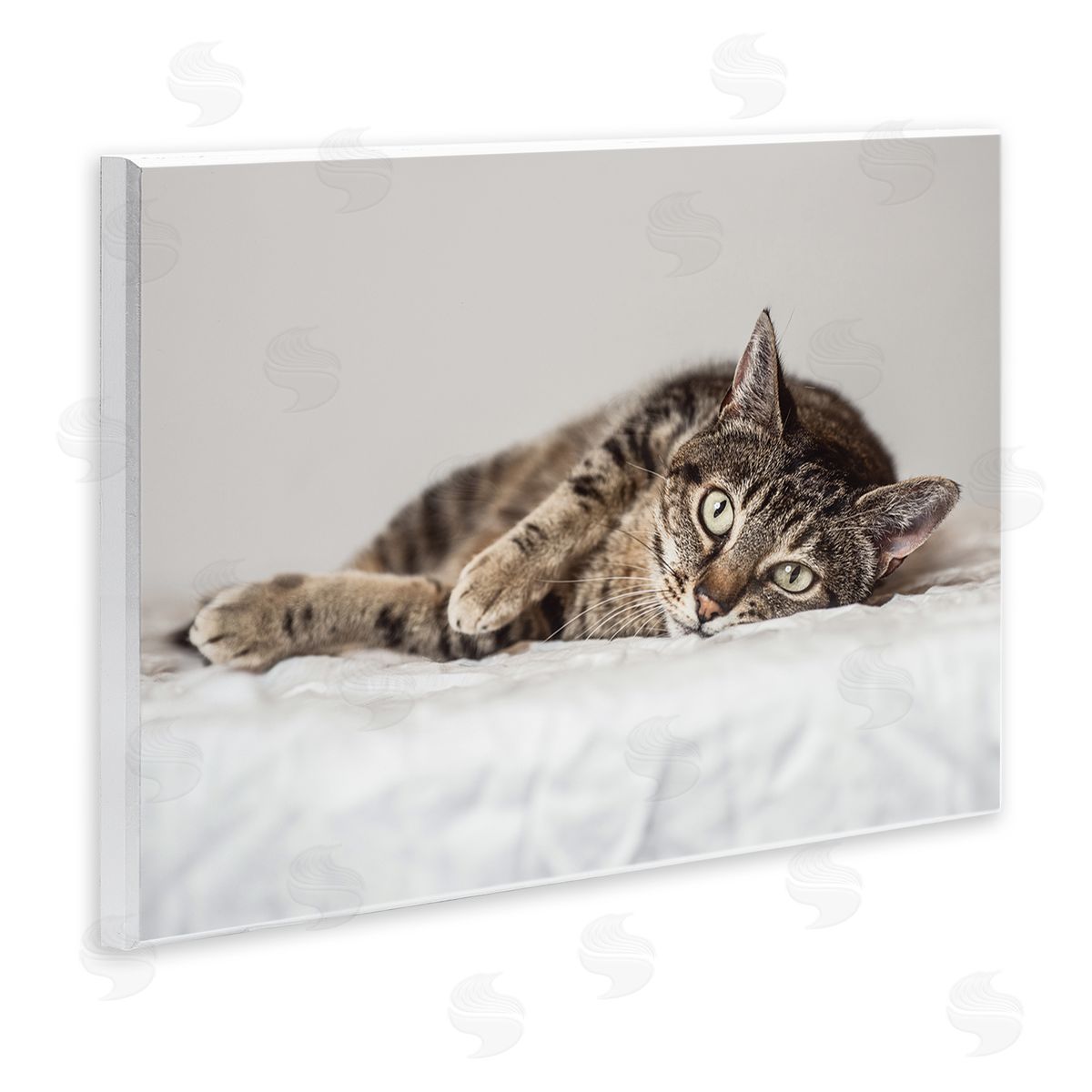 Marika Moffit Relaxed Pet Feline Cat Nap Green Eyes