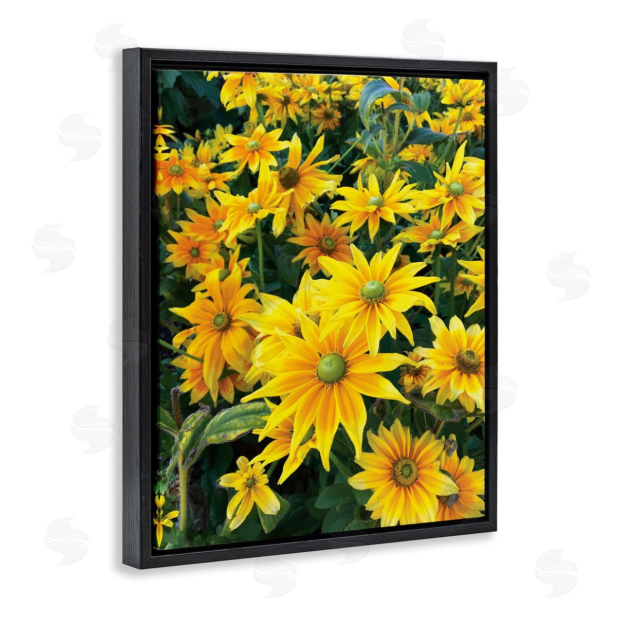 Sarah Jane Sunflower Field Blooming Green Bulbs Yellow Petals