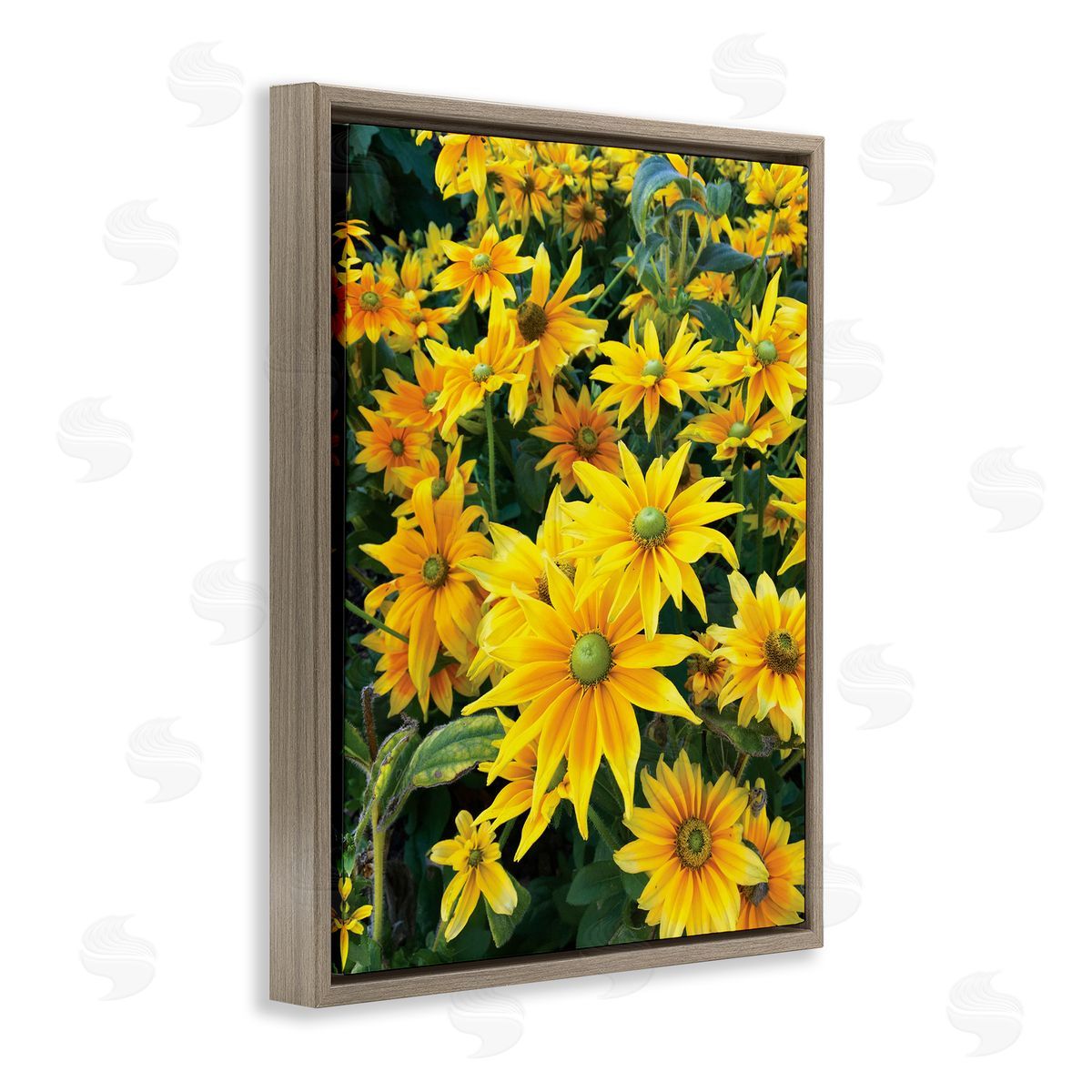 Sarah Jane Sunflower Field Blooming Green Bulbs Yellow Petals