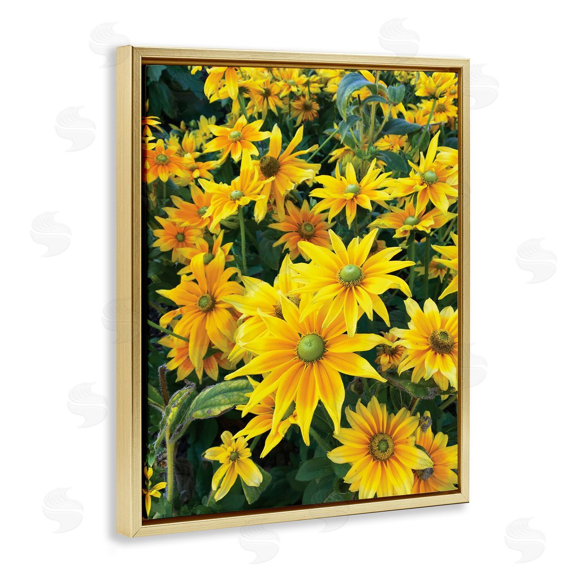 Sarah Jane Sunflower Field Blooming Green Bulbs Yellow Petals