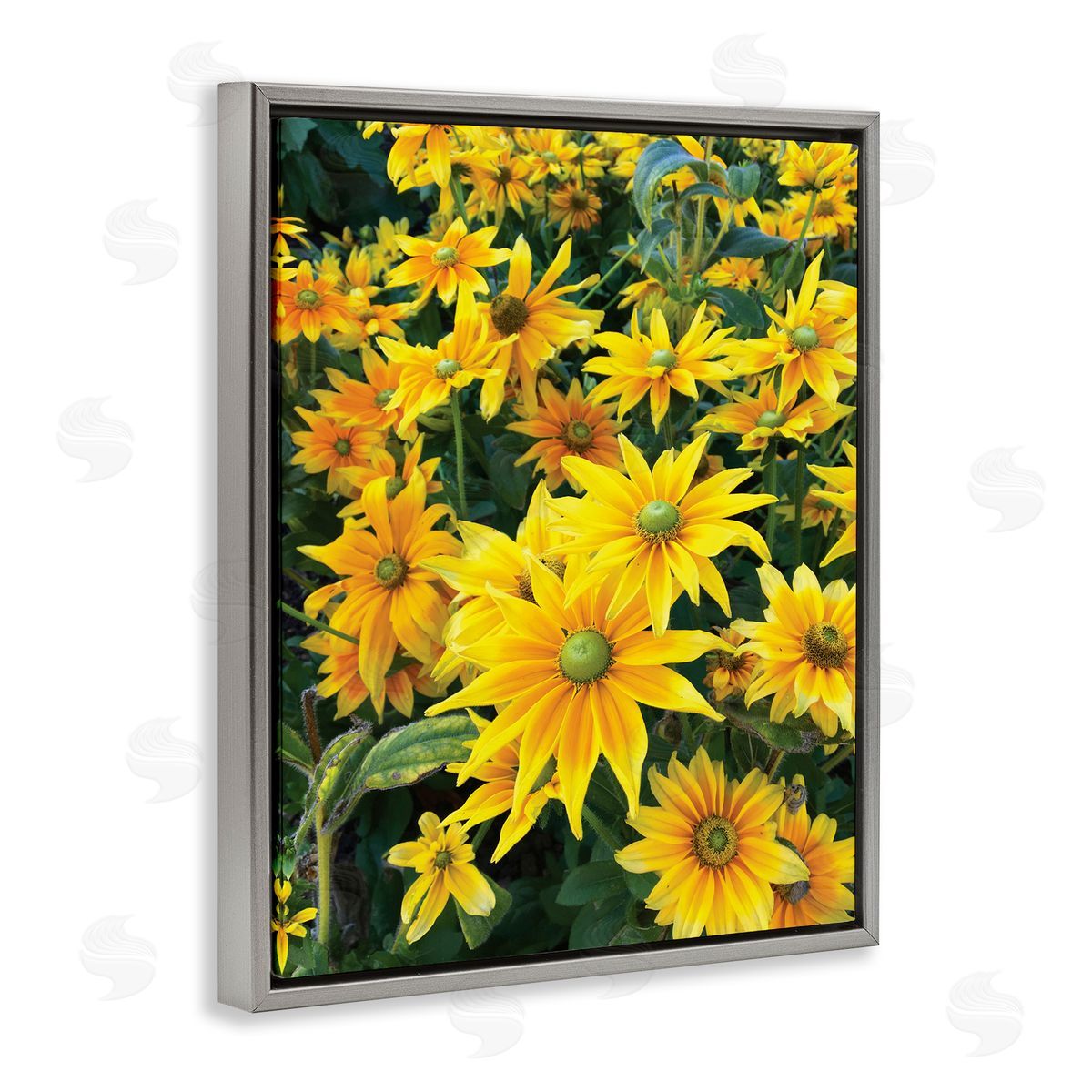 Sarah Jane Sunflower Field Blooming Green Bulbs Yellow Petals
