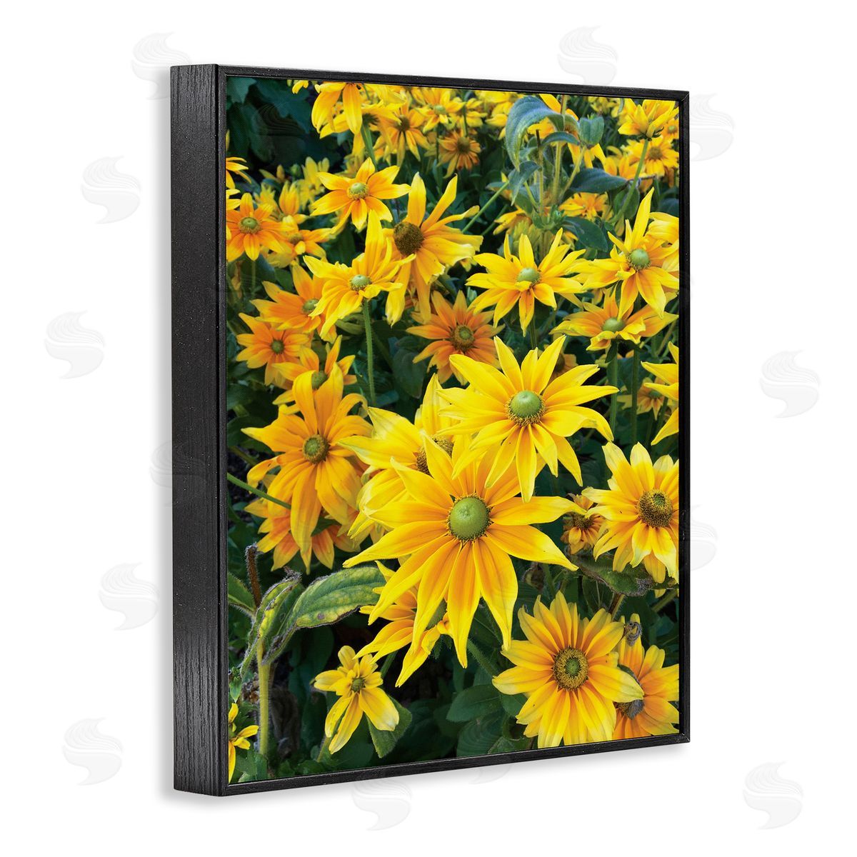 Sarah Jane Sunflower Field Blooming Green Bulbs Yellow Petals