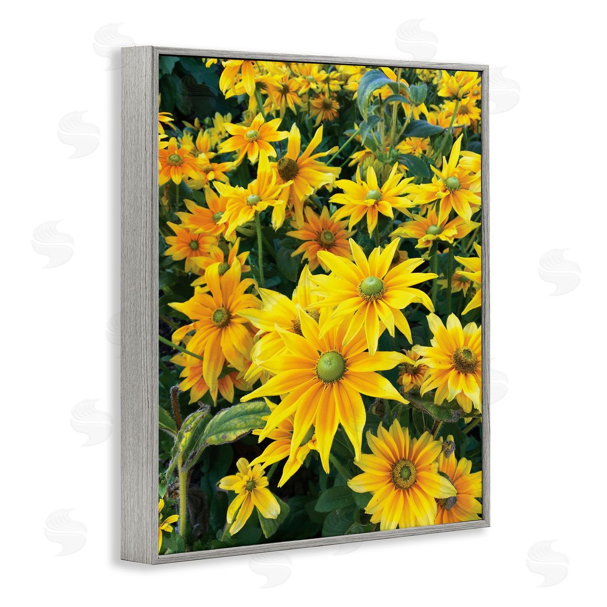 Sarah Jane Sunflower Field Blooming Green Bulbs Yellow Petals