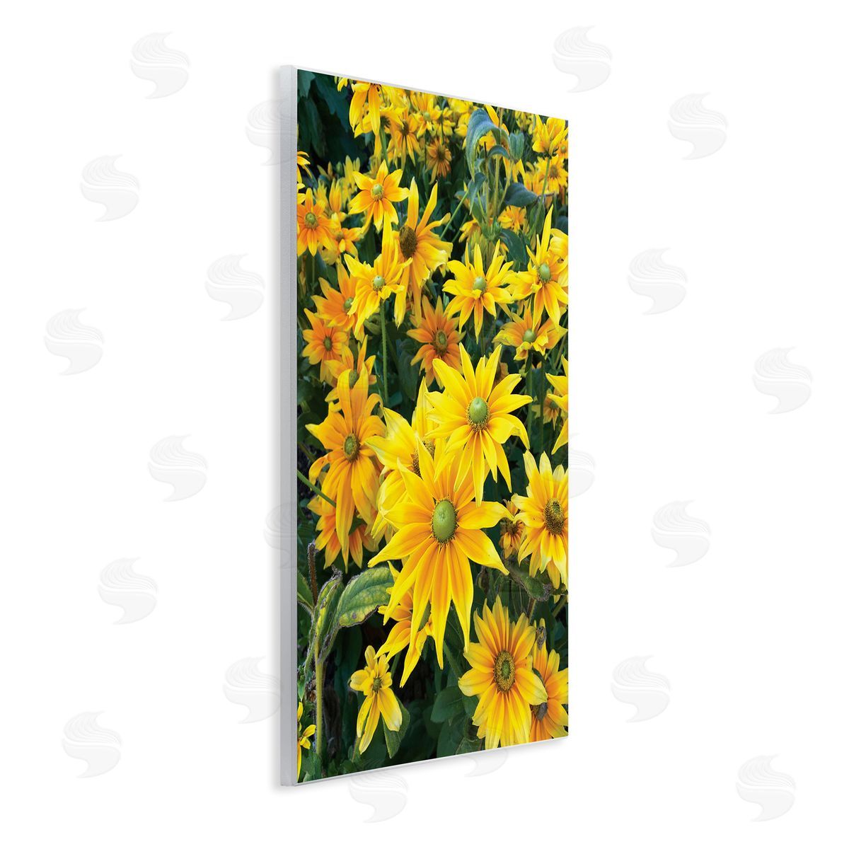 Sarah Jane Sunflower Field Blooming Green Bulbs Yellow Petals