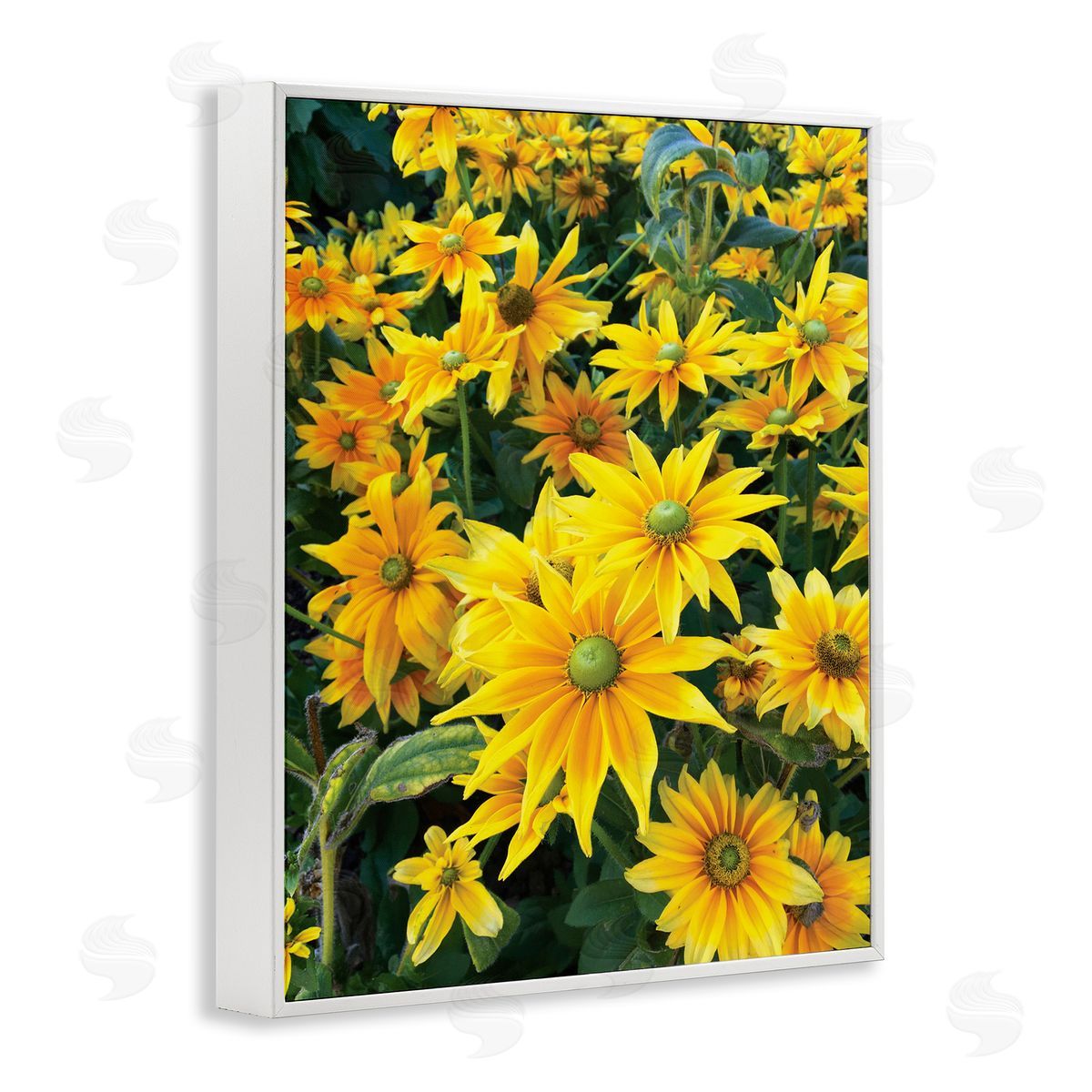 Sarah Jane Sunflower Field Blooming Green Bulbs Yellow Petals