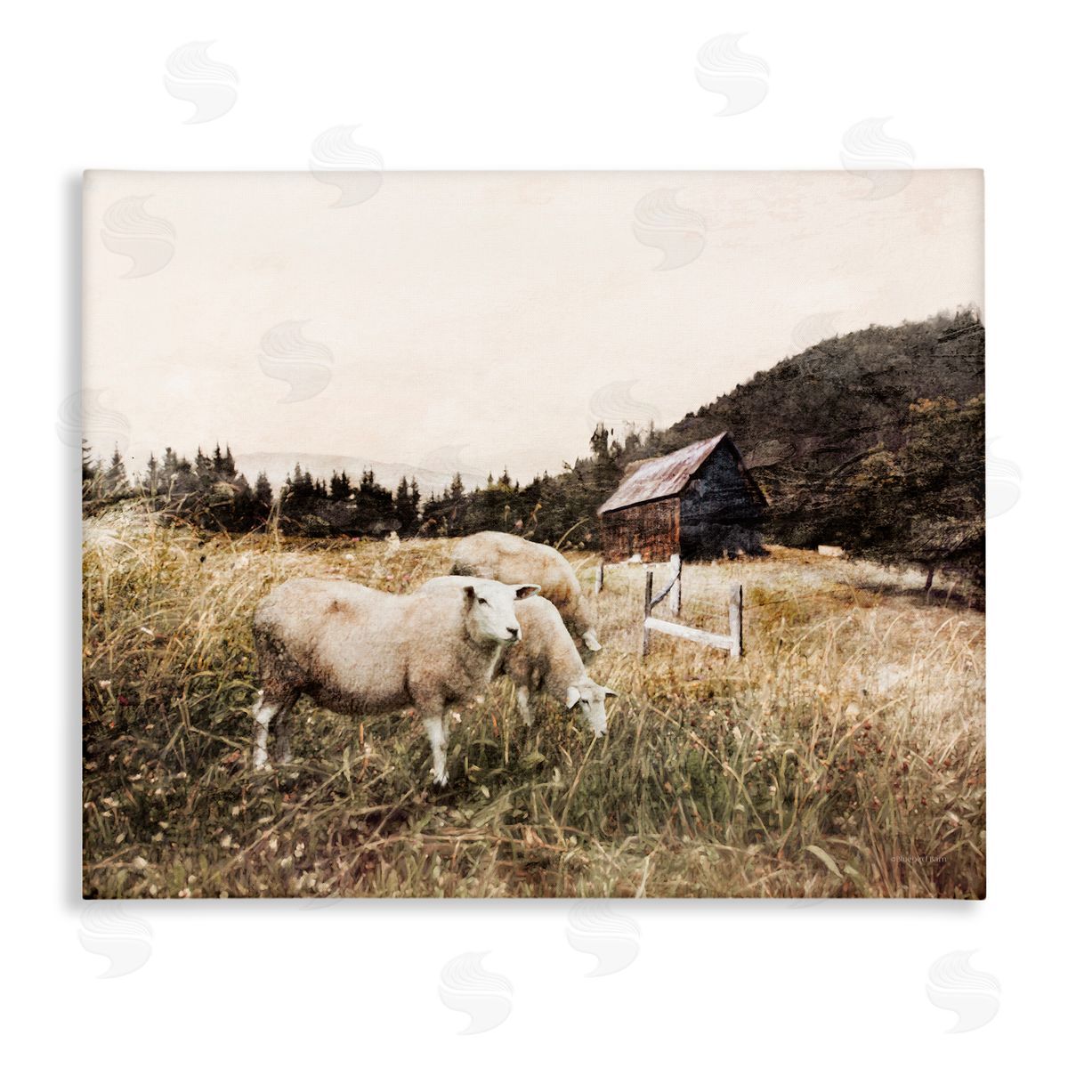 Bluebird Barn Autumn Field Farm Sheep Grazing Wilderness Barn