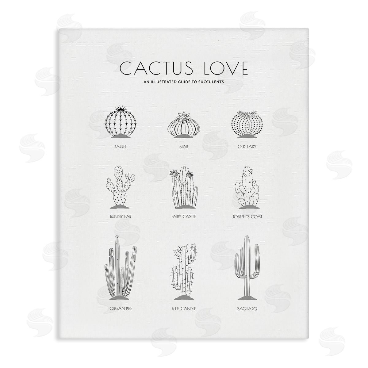 Martina Pavlova Illustrated Guide to Succulents Minimal Modern Cactus Plant