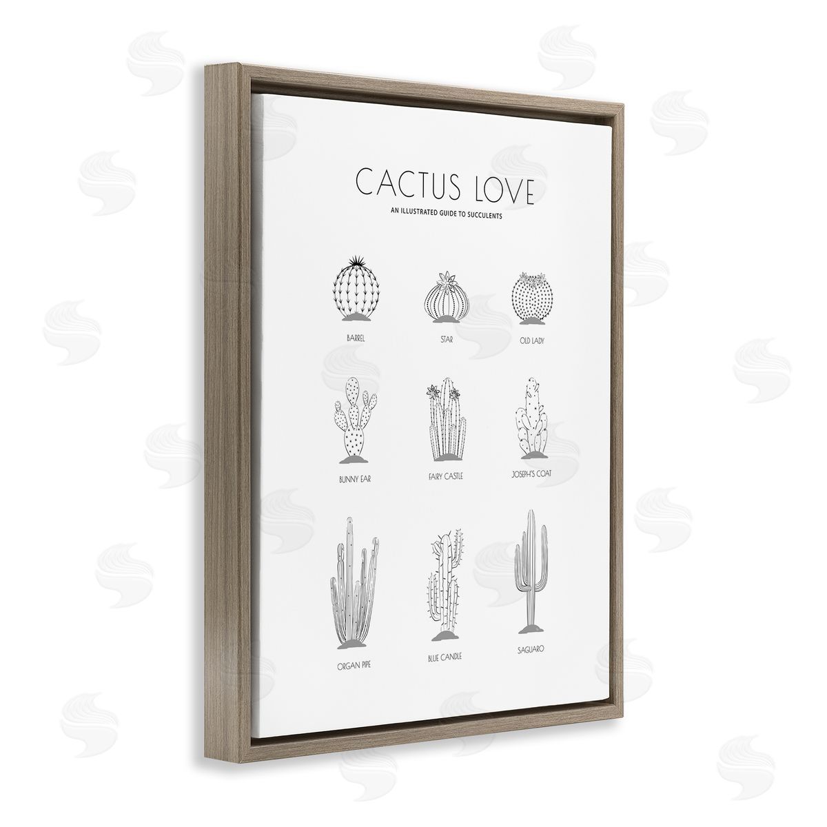 Martina Pavlova Illustrated Guide to Succulents Minimal Modern Cactus Plant