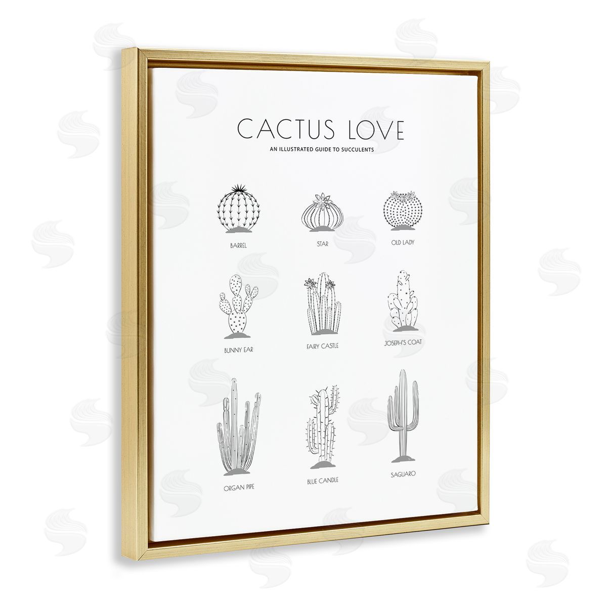 Martina Pavlova Illustrated Guide to Succulents Minimal Modern Cactus Plant