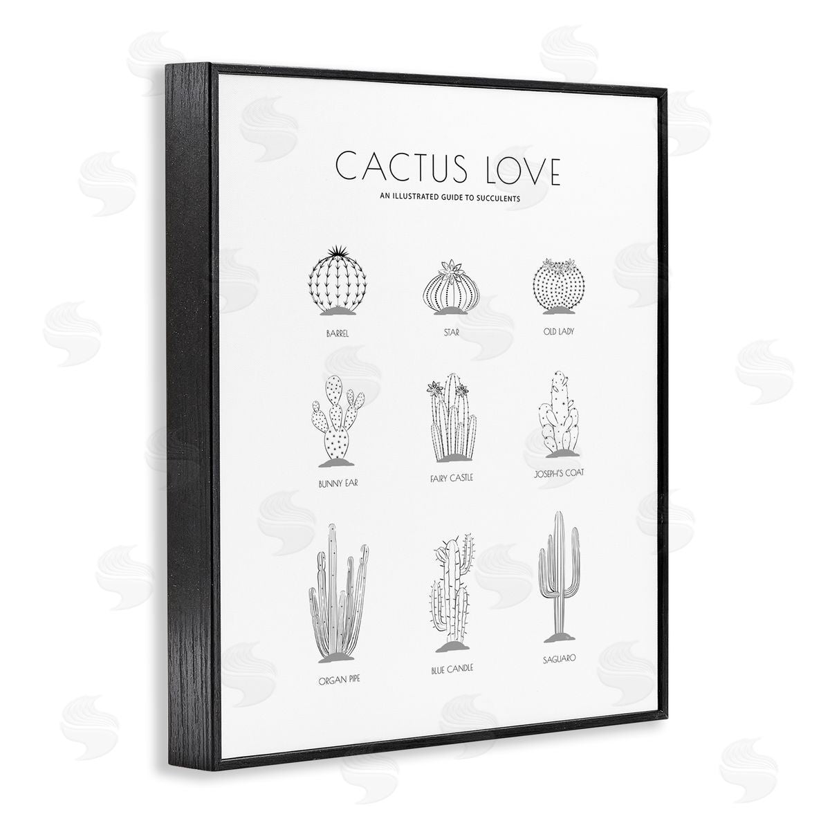 Martina Pavlova Illustrated Guide to Succulents Minimal Modern Cactus Plant