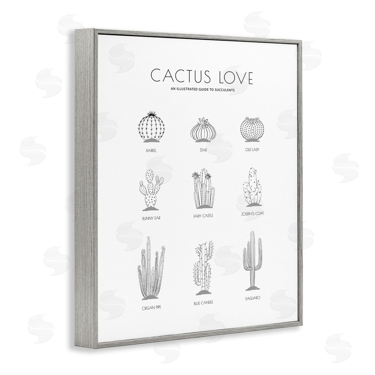 Martina Pavlova Illustrated Guide to Succulents Minimal Modern Cactus Plant