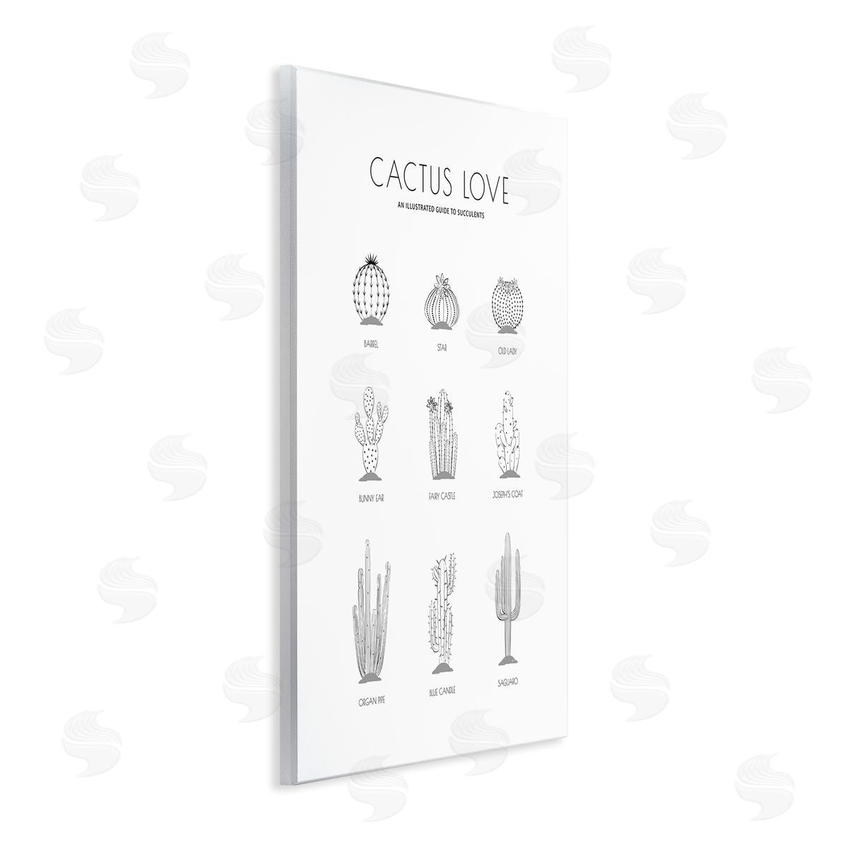 Martina Pavlova Illustrated Guide to Succulents Minimal Modern Cactus Plant