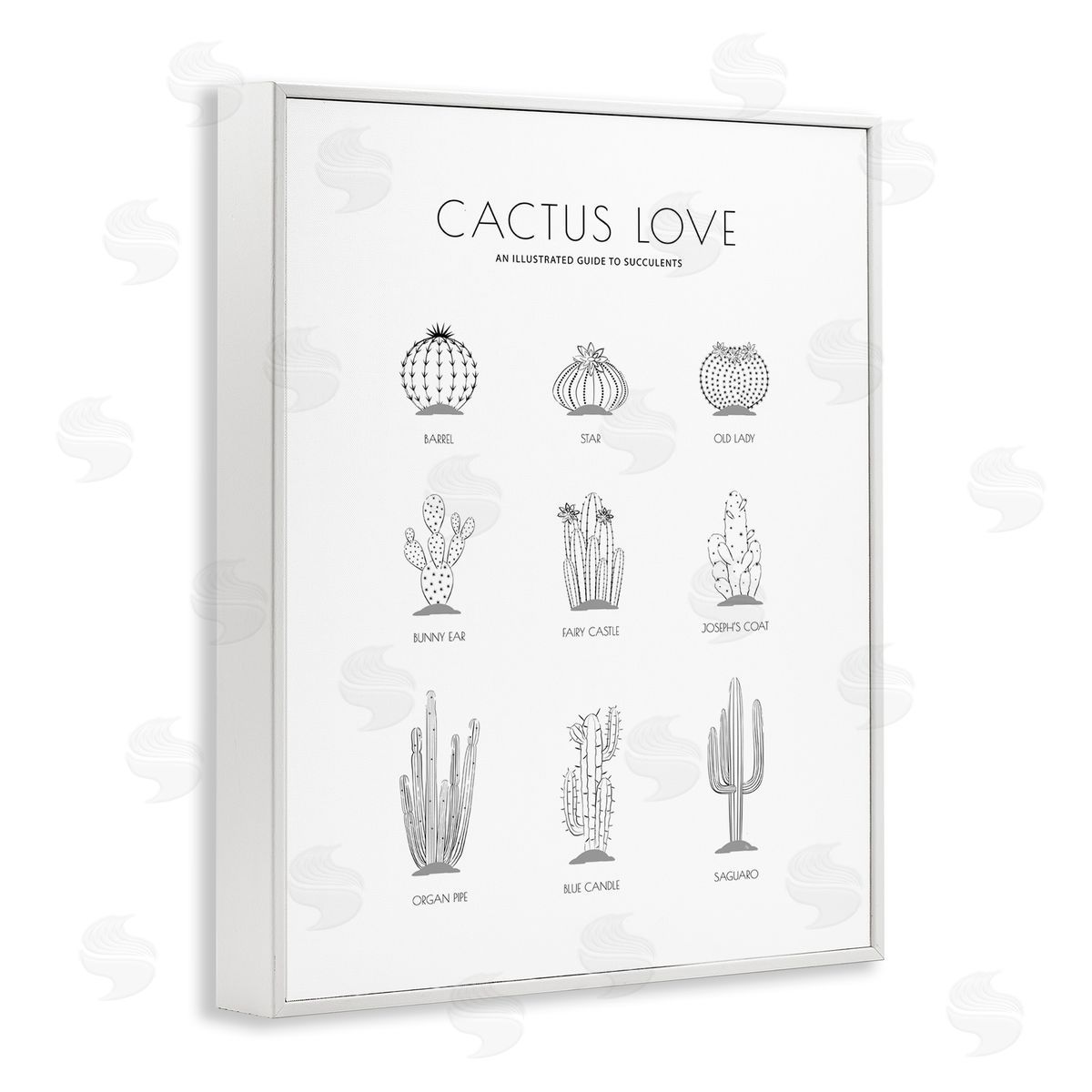 Martina Pavlova Illustrated Guide to Succulents Minimal Modern Cactus Plant