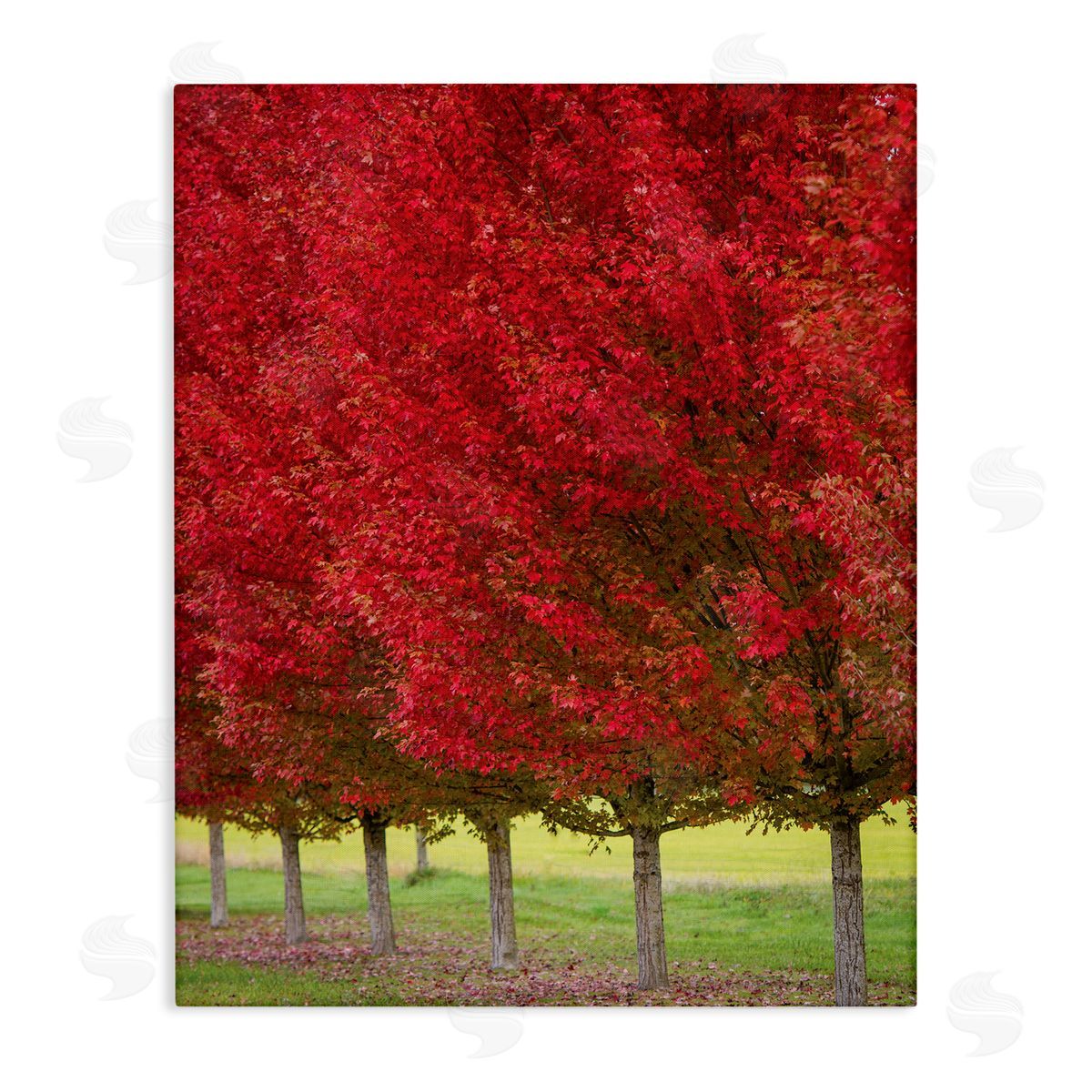 Nancy Crowell Autumn Foliage Red Leaf Trees Nature Scene