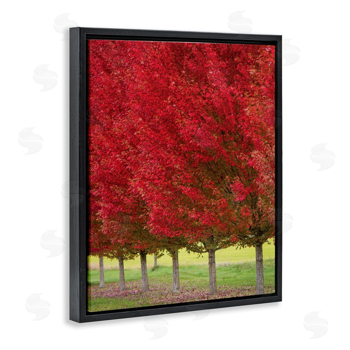 Nancy Crowell Autumn Foliage Red Leaf Trees Nature Scene