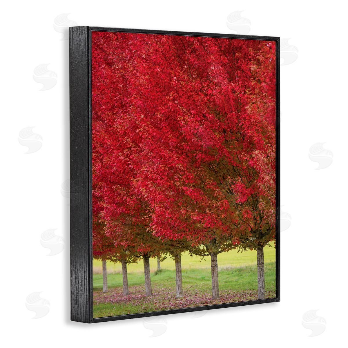 Nancy Crowell Autumn Foliage Red Leaf Trees Nature Scene