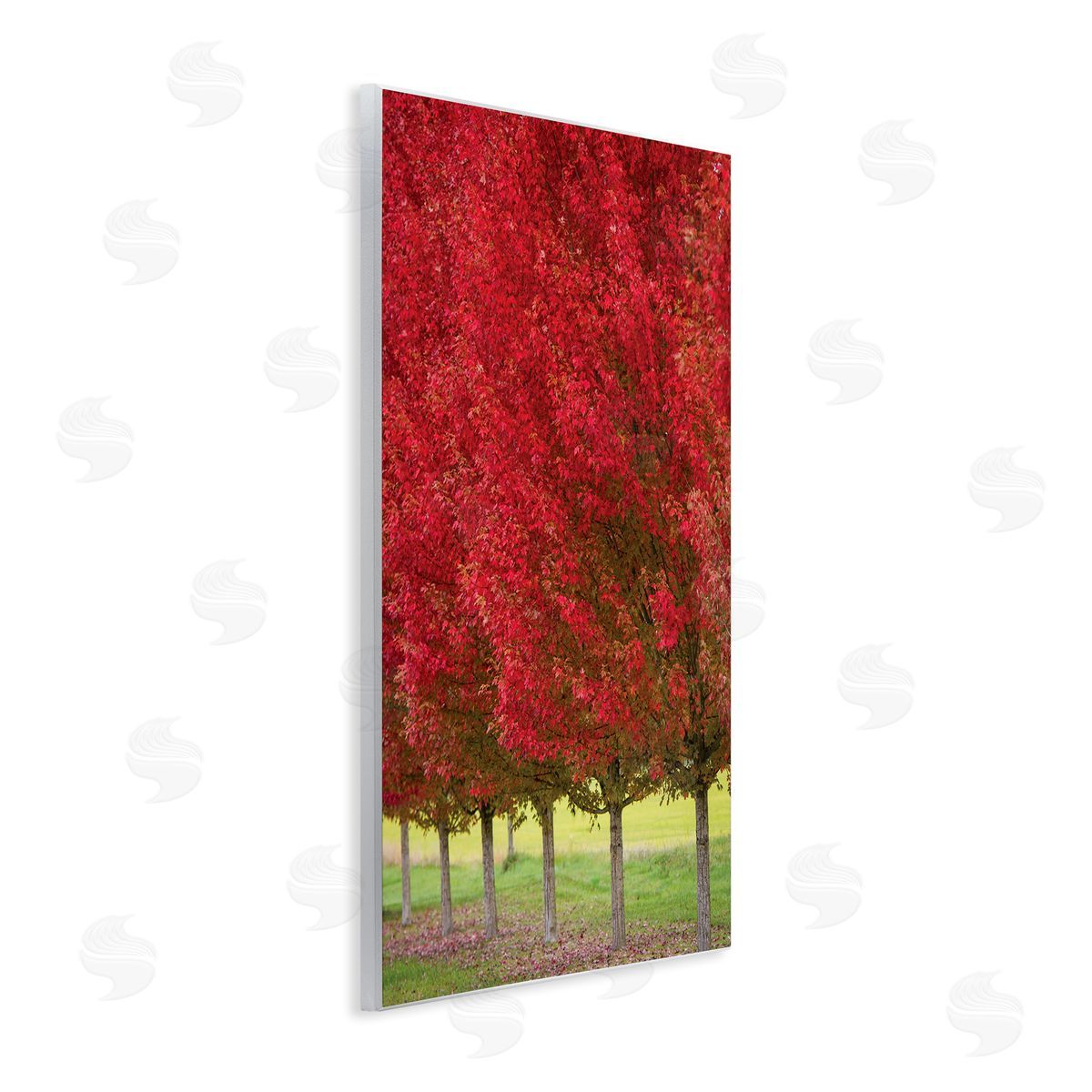 Nancy Crowell Autumn Foliage Red Leaf Trees Nature Scene