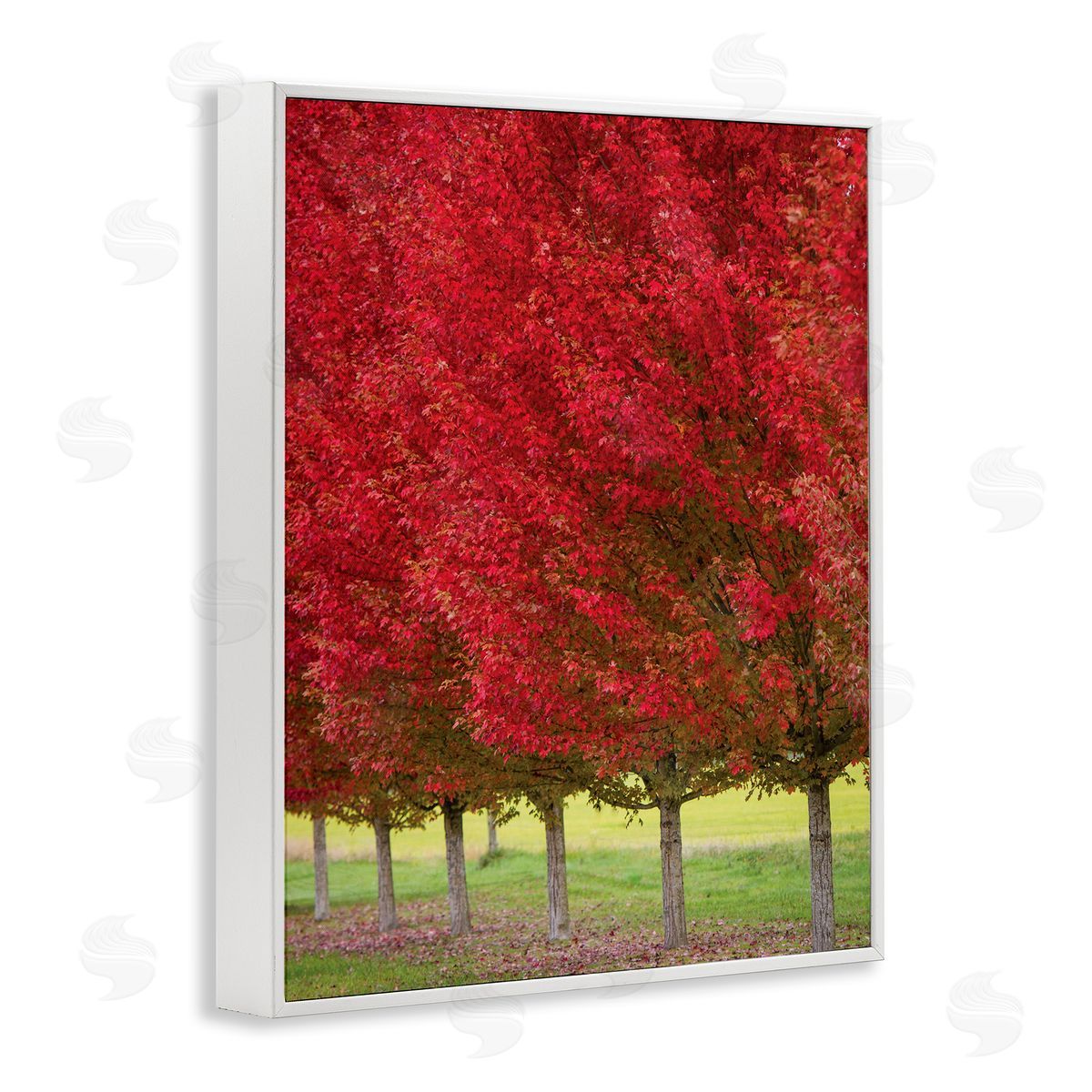 Nancy Crowell Autumn Foliage Red Leaf Trees Nature Scene