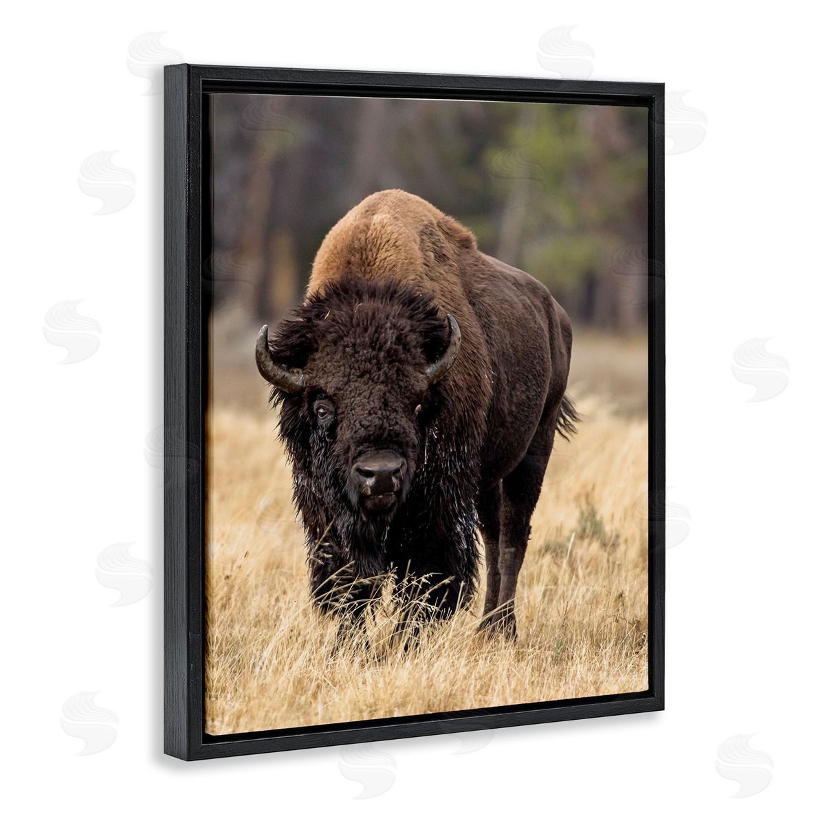 Larry McFerrin Wild American Bison Grazing Rustic Tall Grass