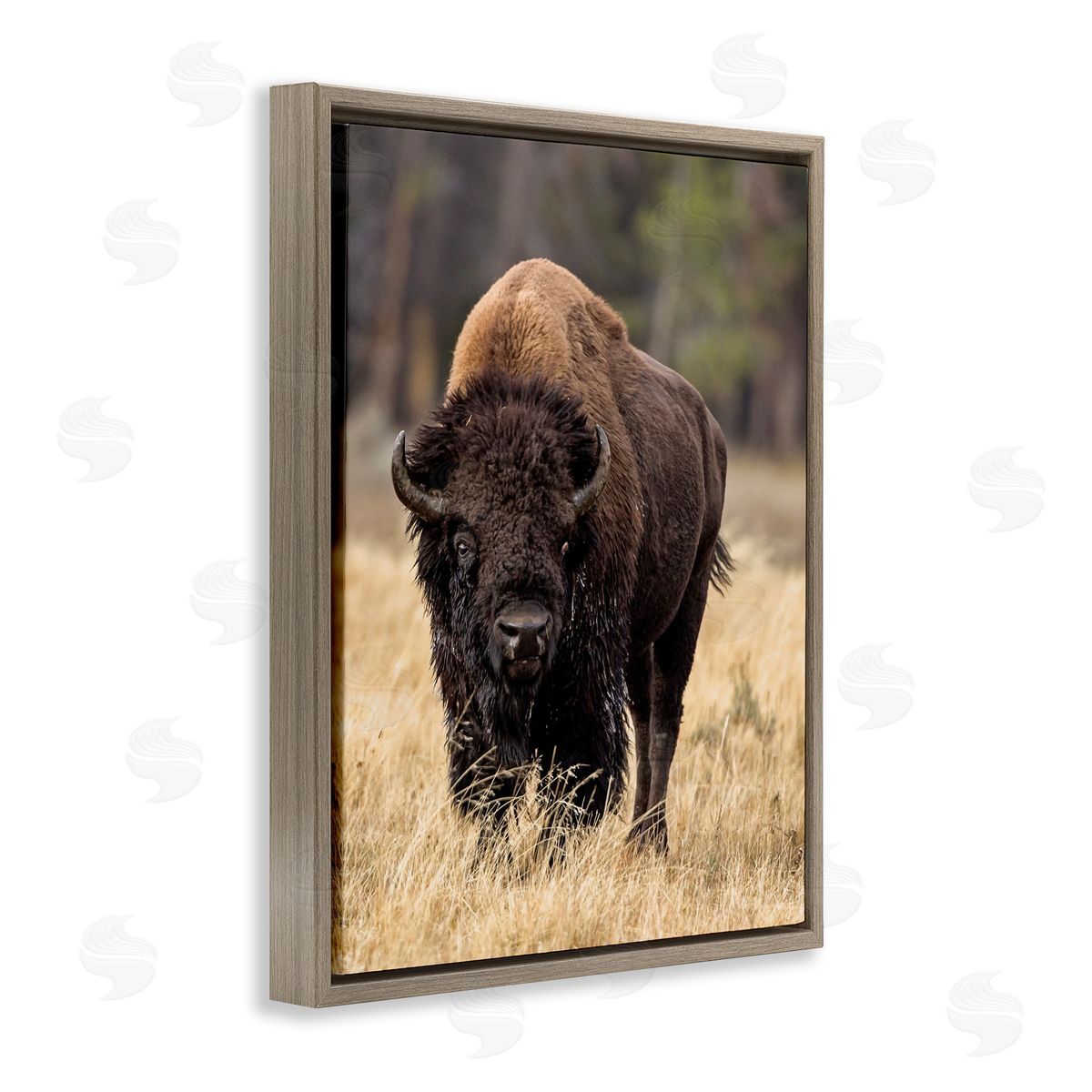 Larry McFerrin Wild American Bison Grazing Rustic Tall Grass