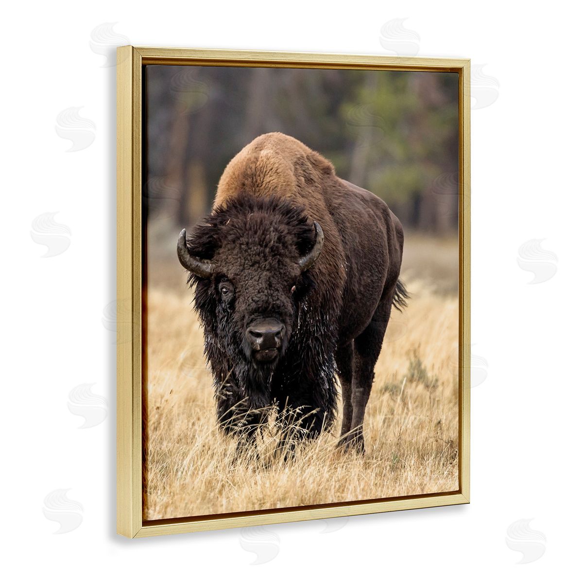 Larry McFerrin Wild American Bison Grazing Rustic Tall Grass