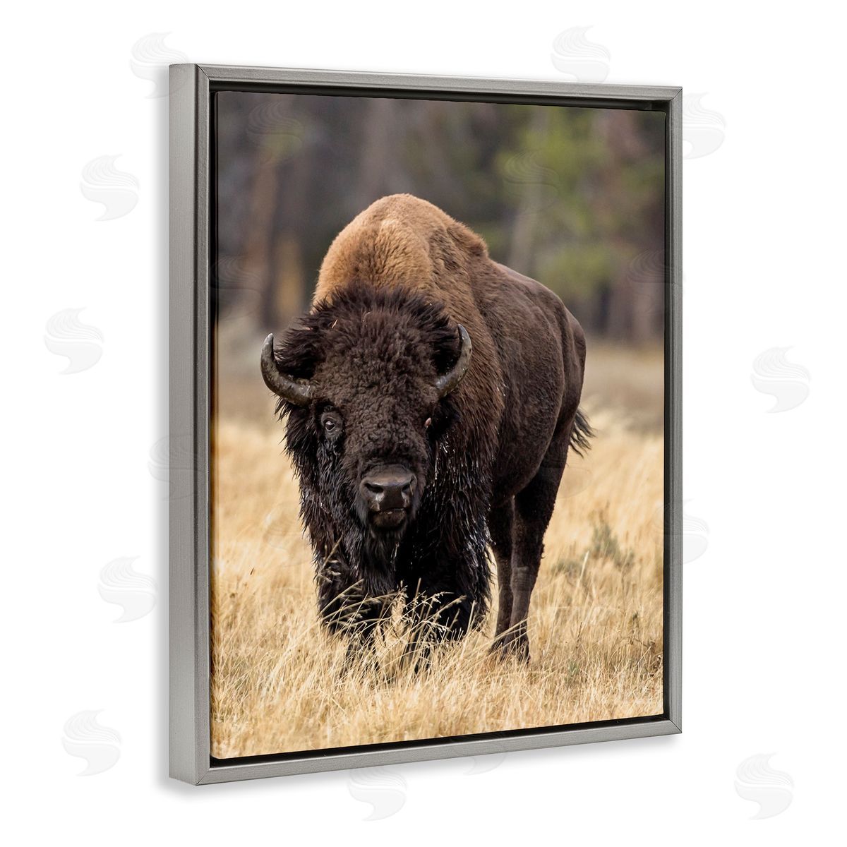 Larry McFerrin Wild American Bison Grazing Rustic Tall Grass