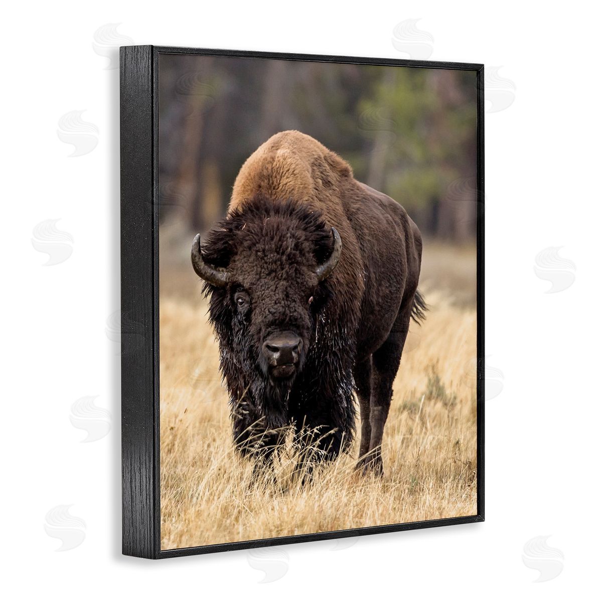 Larry McFerrin Wild American Bison Grazing Rustic Tall Grass