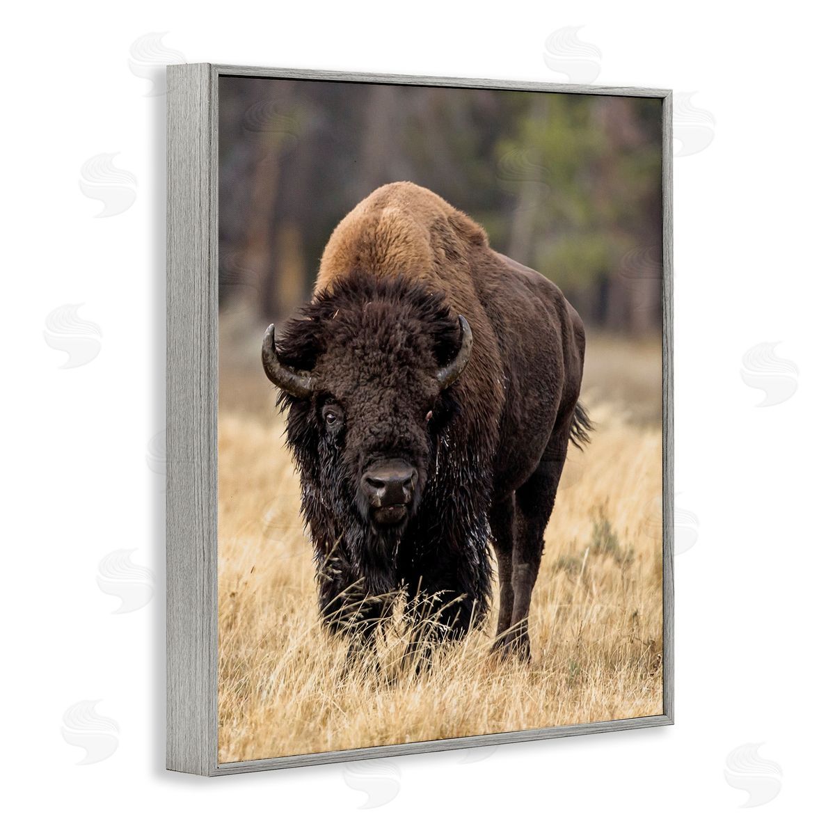 Larry McFerrin Wild American Bison Grazing Rustic Tall Grass