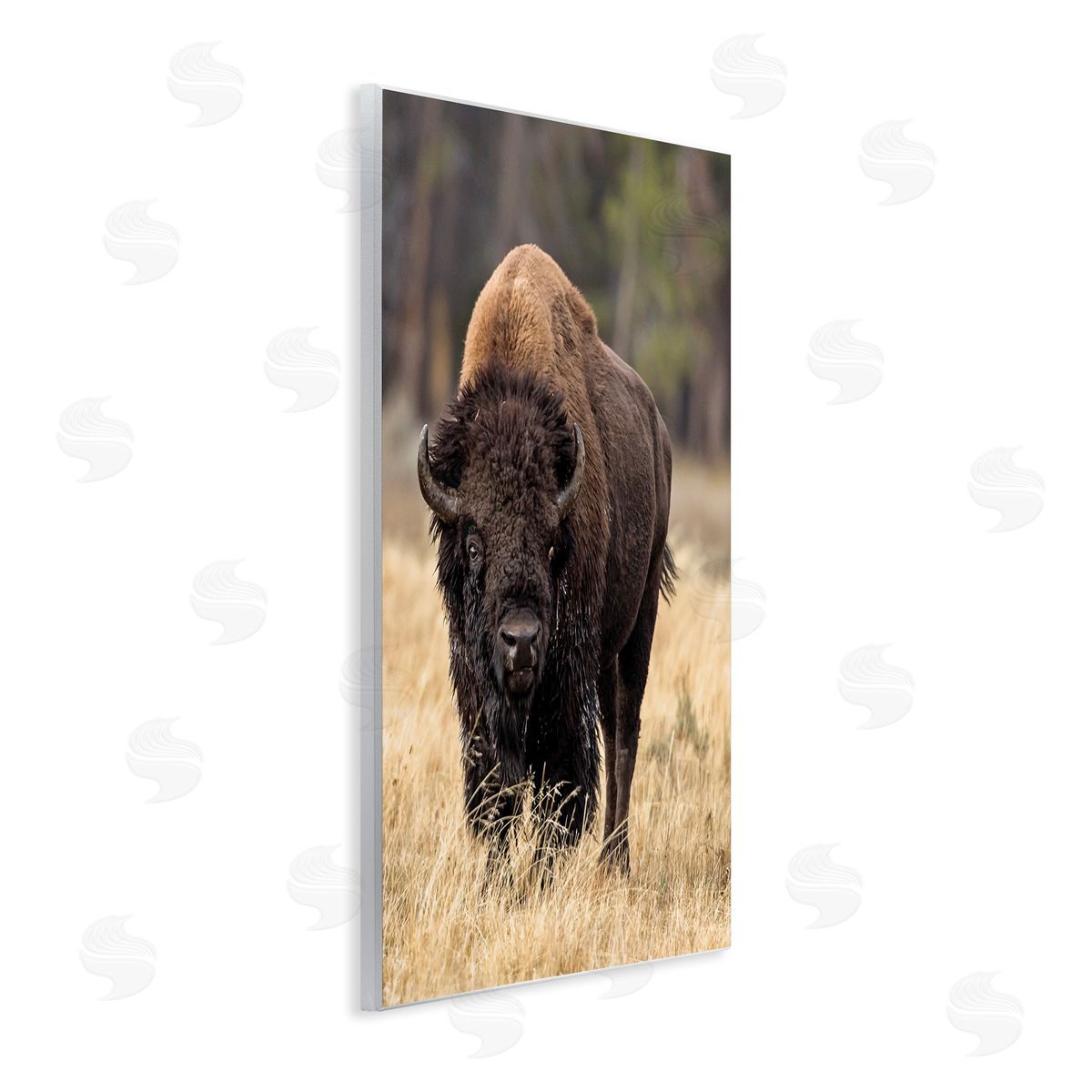 Larry McFerrin Wild American Bison Grazing Rustic Tall Grass