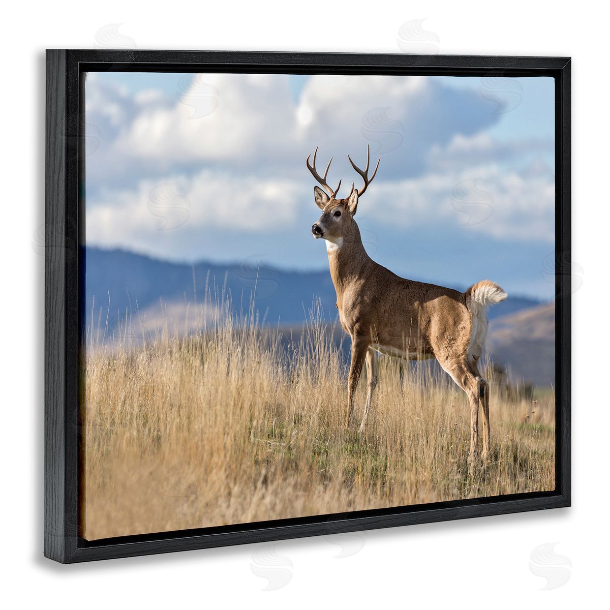 Larry McFerrin White-Tail Buck in Wild Montana Mountains Blue Sky