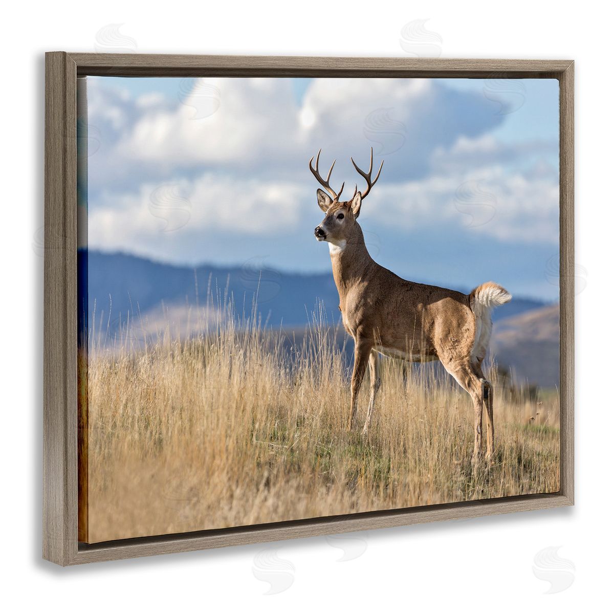 Larry McFerrin White-Tail Buck in Wild Montana Mountains Blue Sky